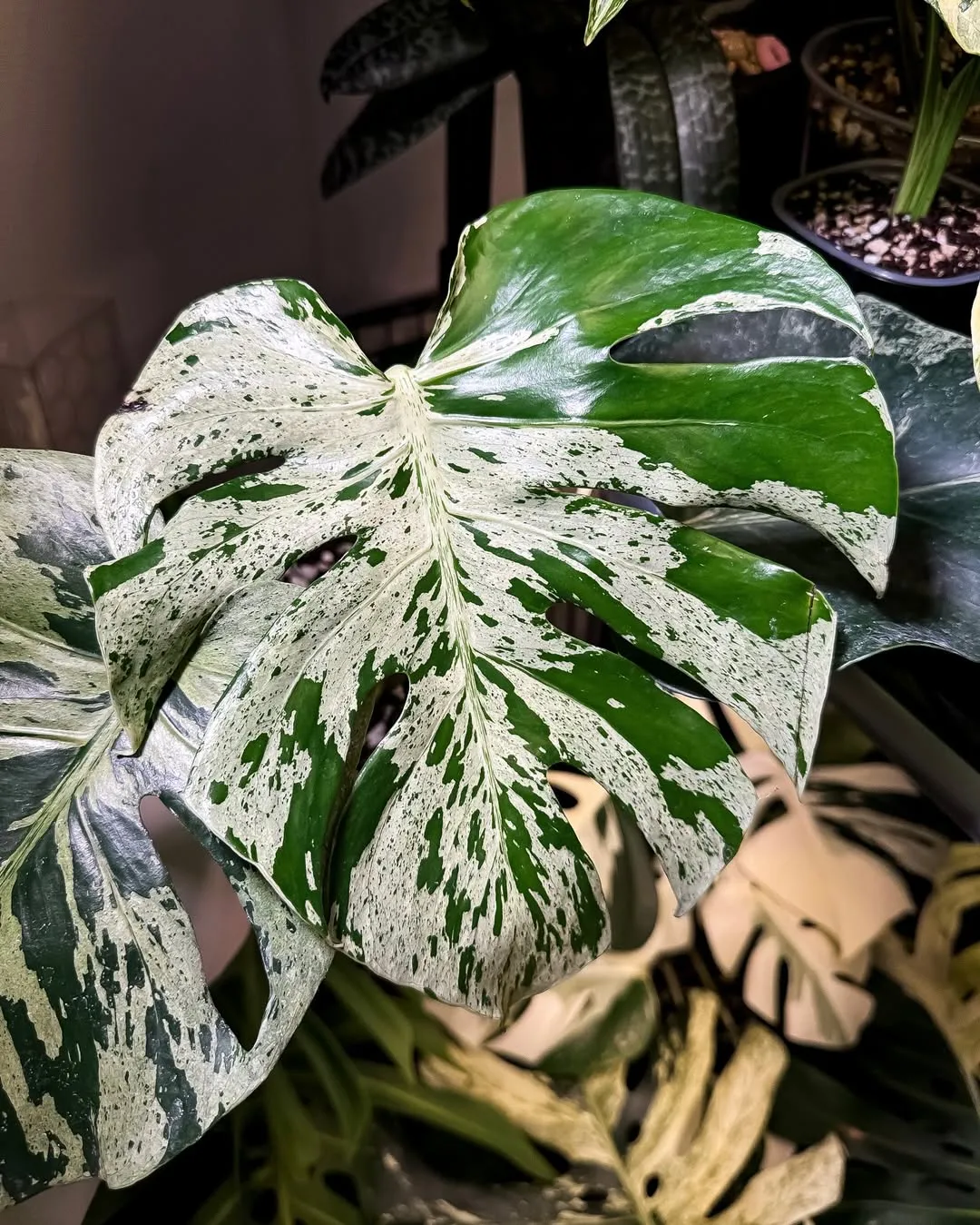 monstera bulbasaur