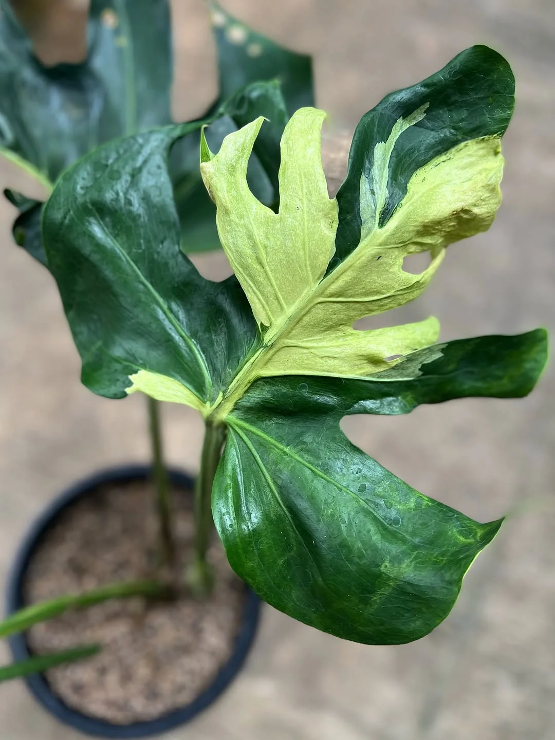 Monstera Oceana Contorta
