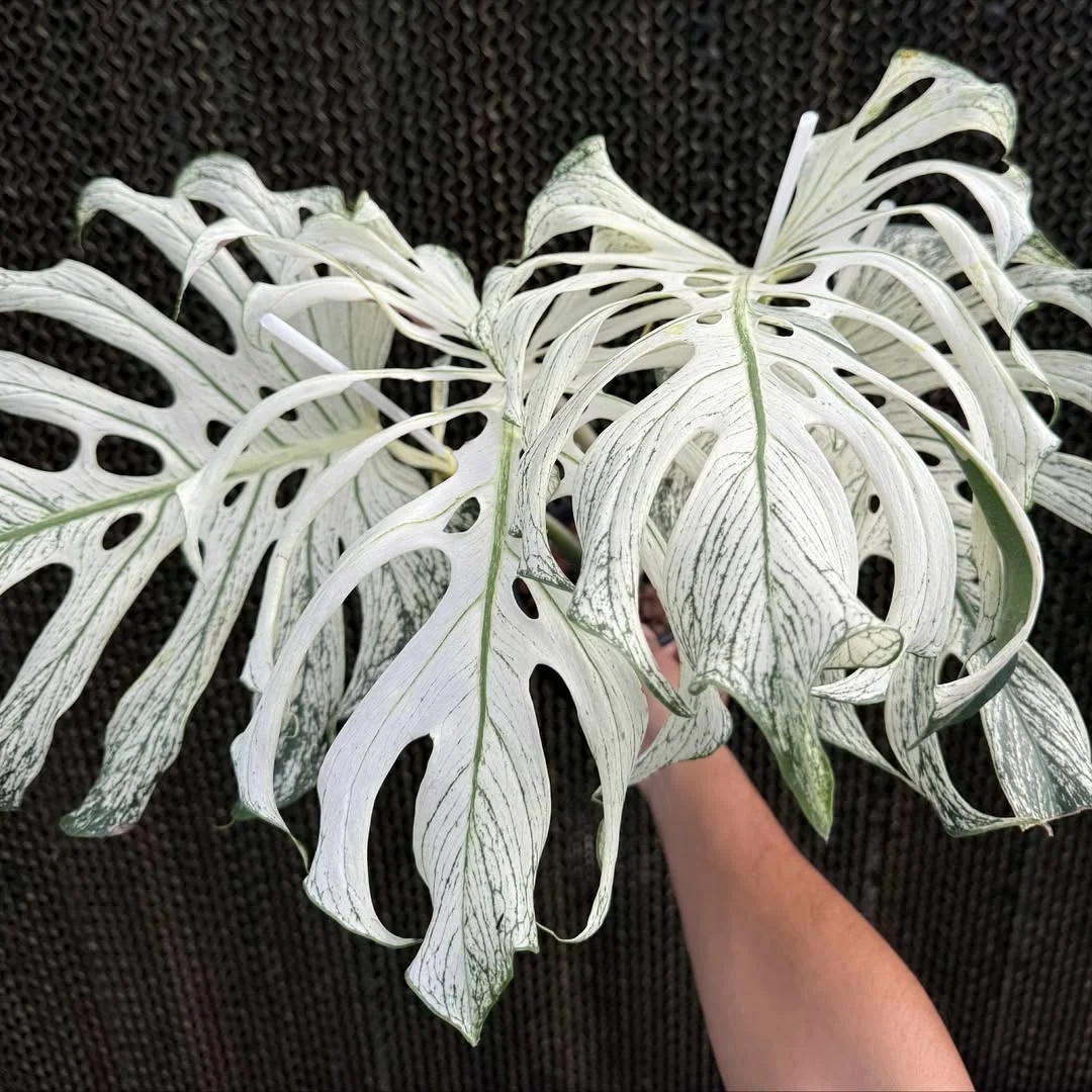 Monstera Devil Monster