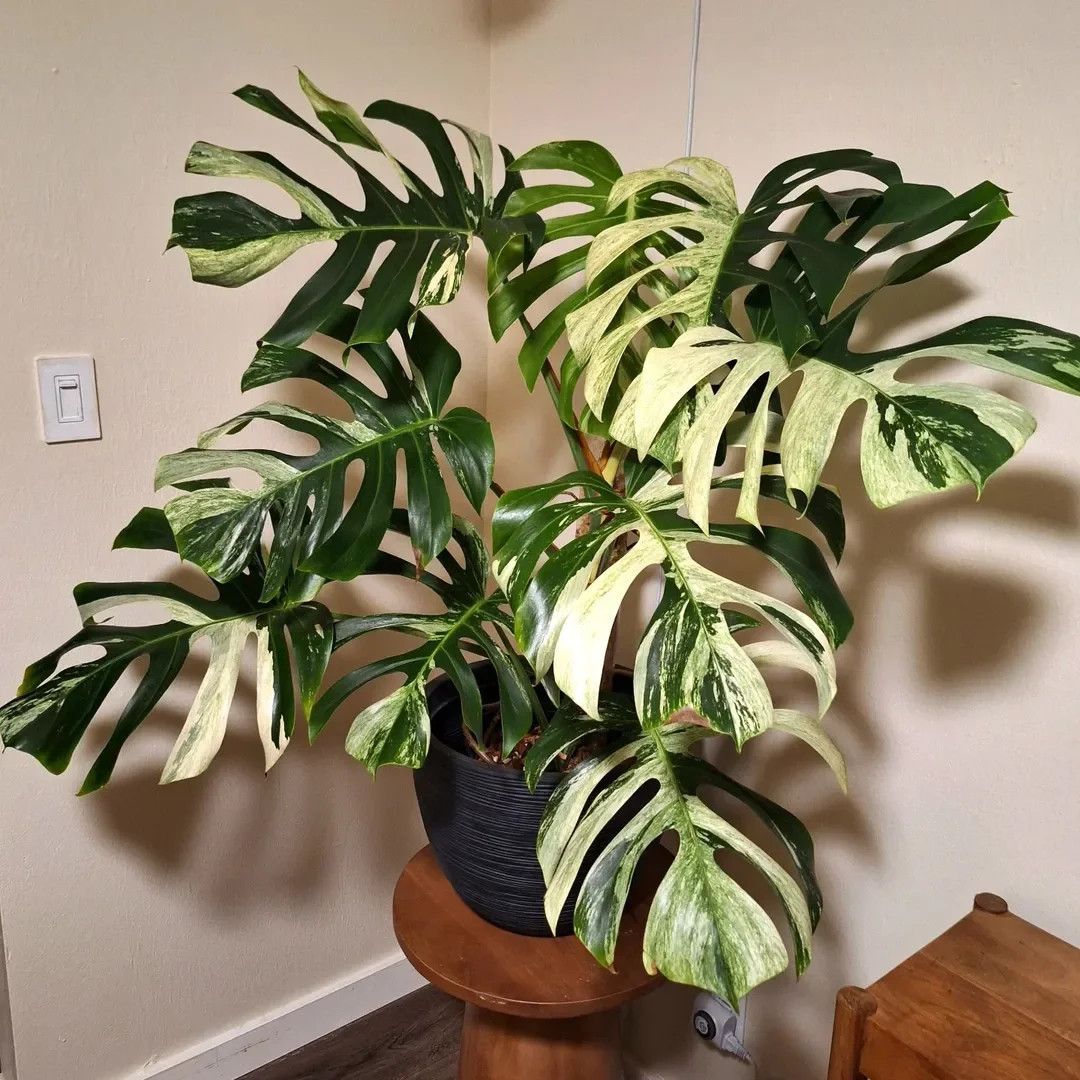Monstera Jungle Mint