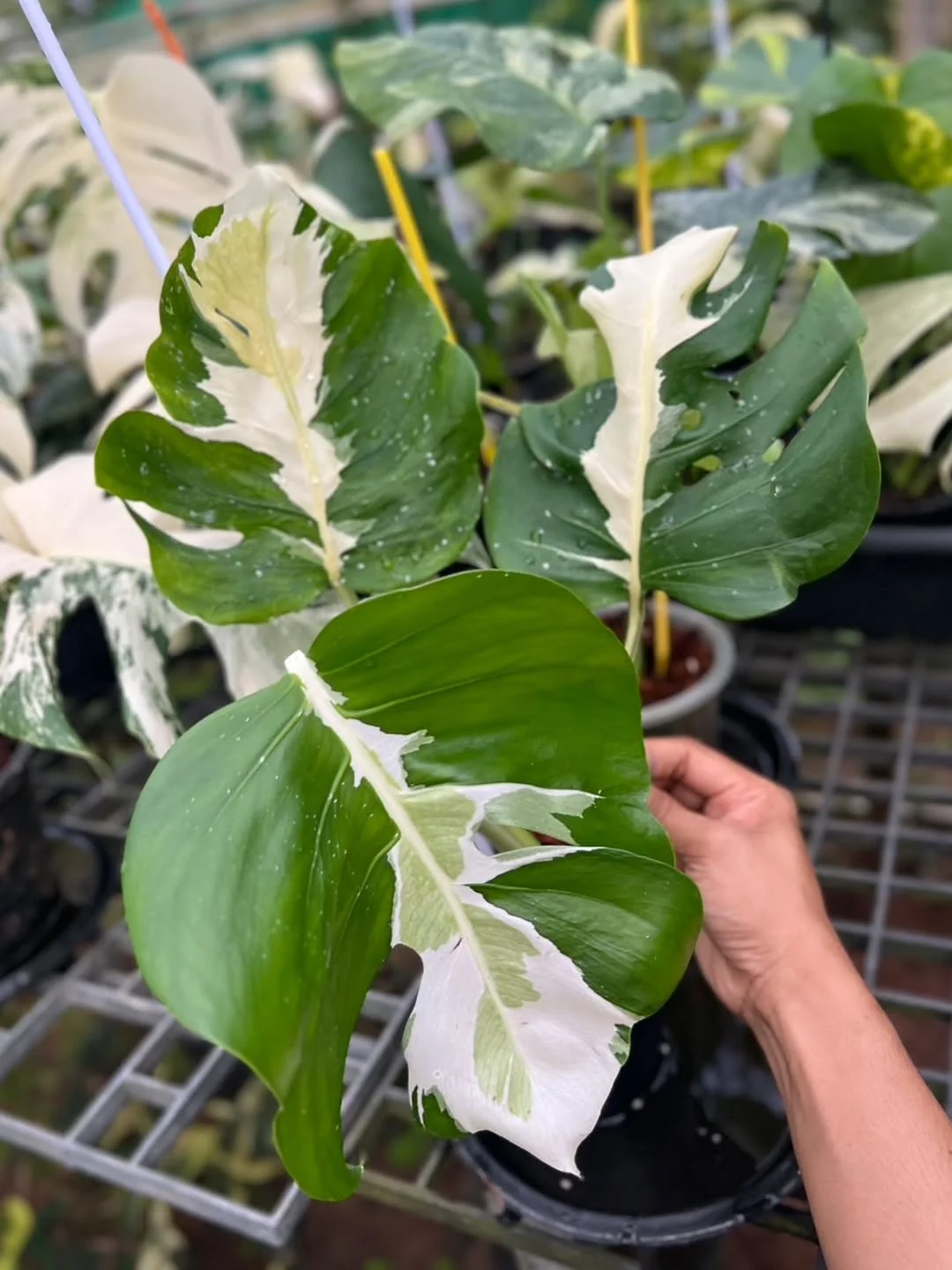 Monstera White Lava