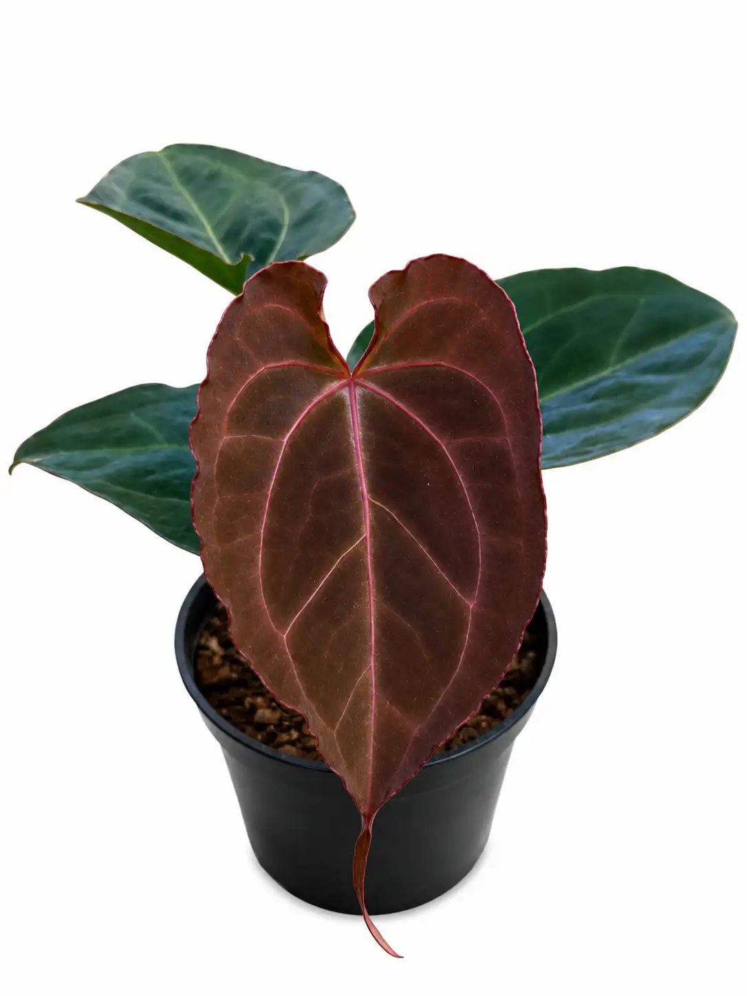 x*様 Anthurium Red spider Anthurium Red Spider x Papimuclis | GrowWithPlant