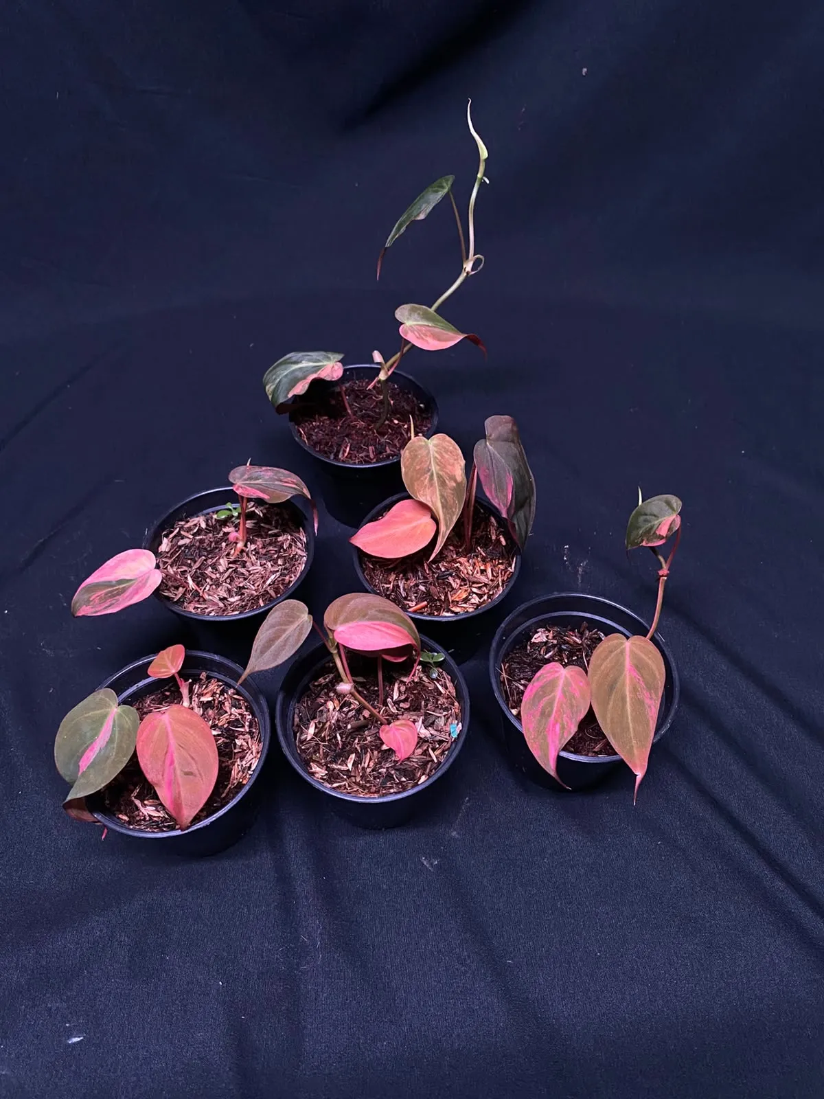 Philodendron Micans Pink Variegated | GrowWithPlant