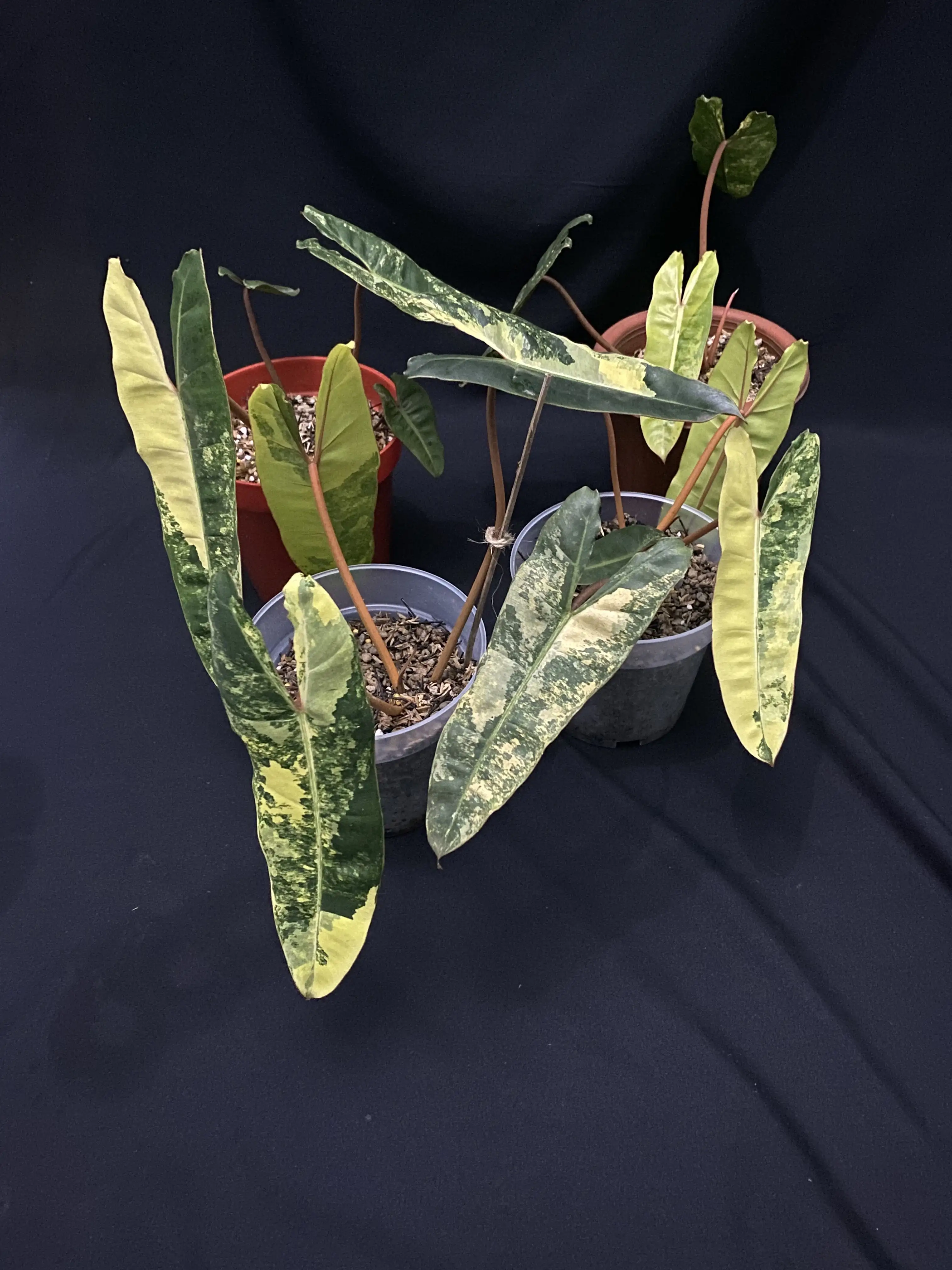 Philodendron billietiae variegated *Grower's Choice*