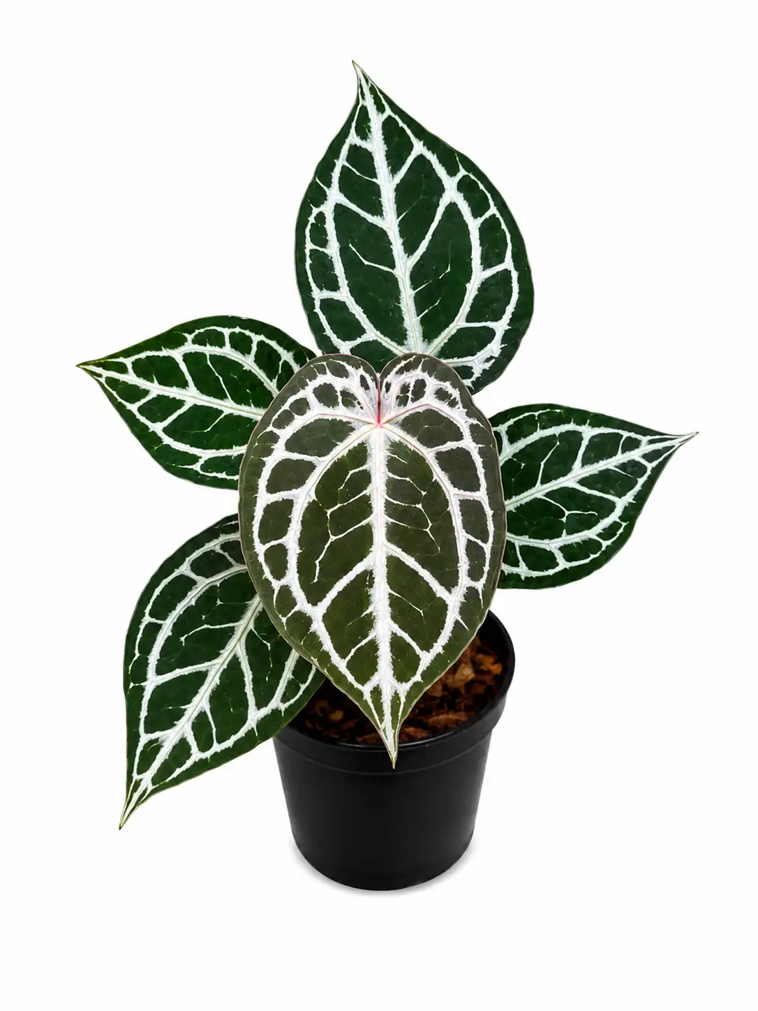 Anthurium Michelle x Angel Dream | GrowWithPlant