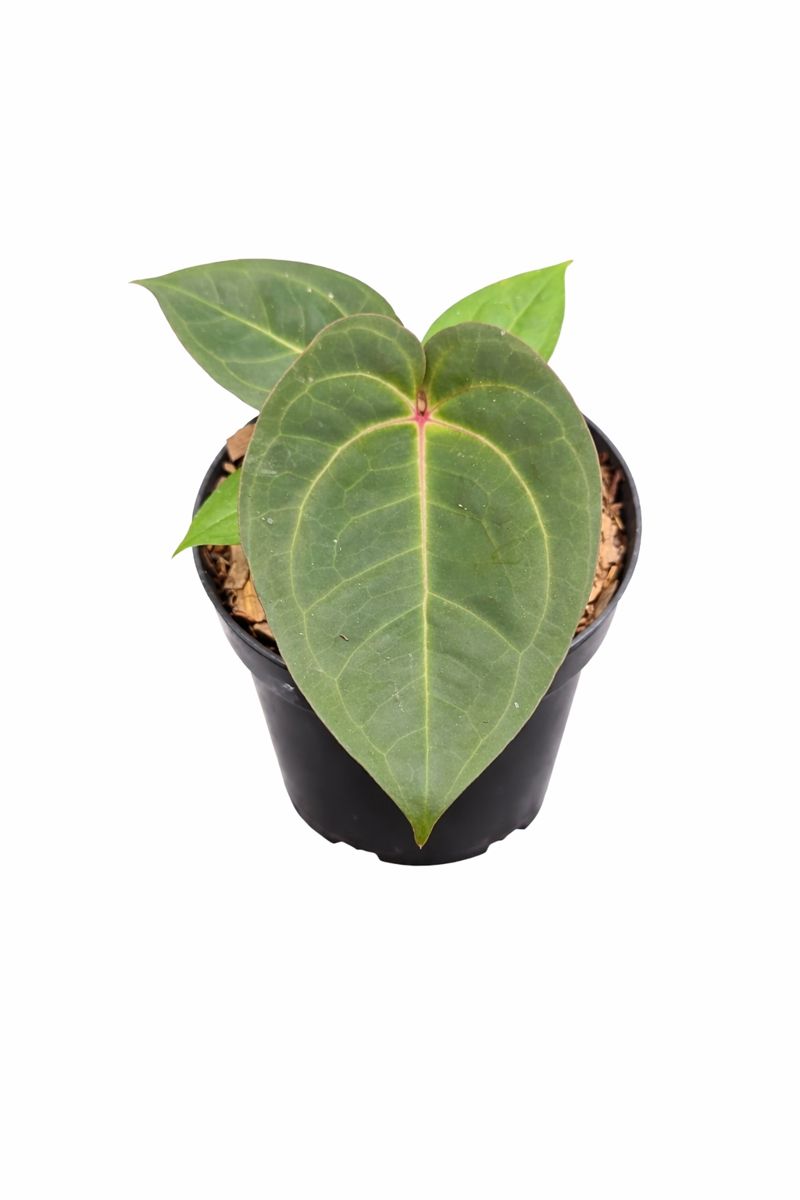 Anthurium Red Gunsal レッドグンサル Anthurium Red Gunsal | GrowWithPlant