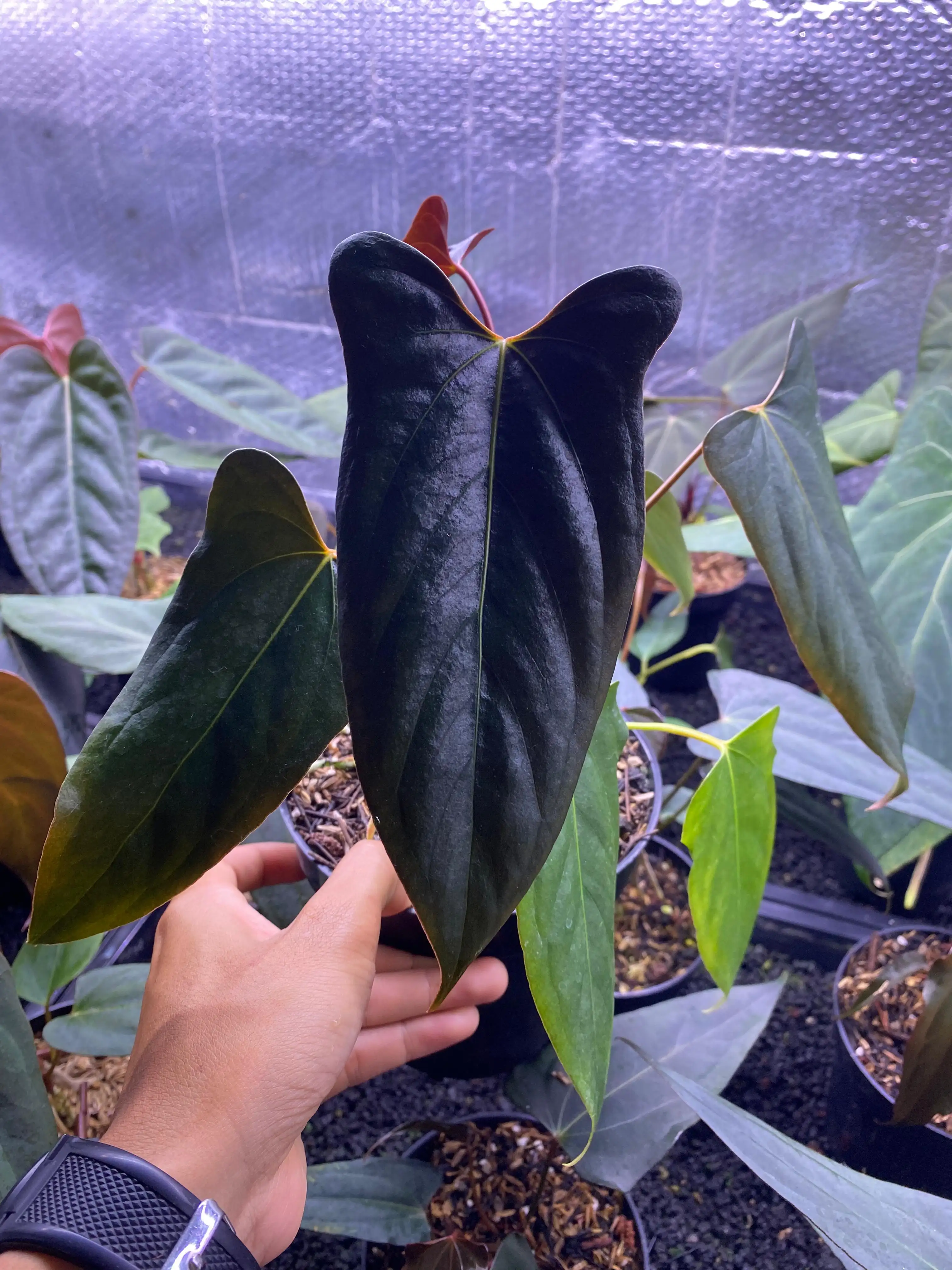 Anthurium Fort Sherman x Black Sweet 大株 Anthurium Fort Sherman x Black Sweet | GrowWithPlant