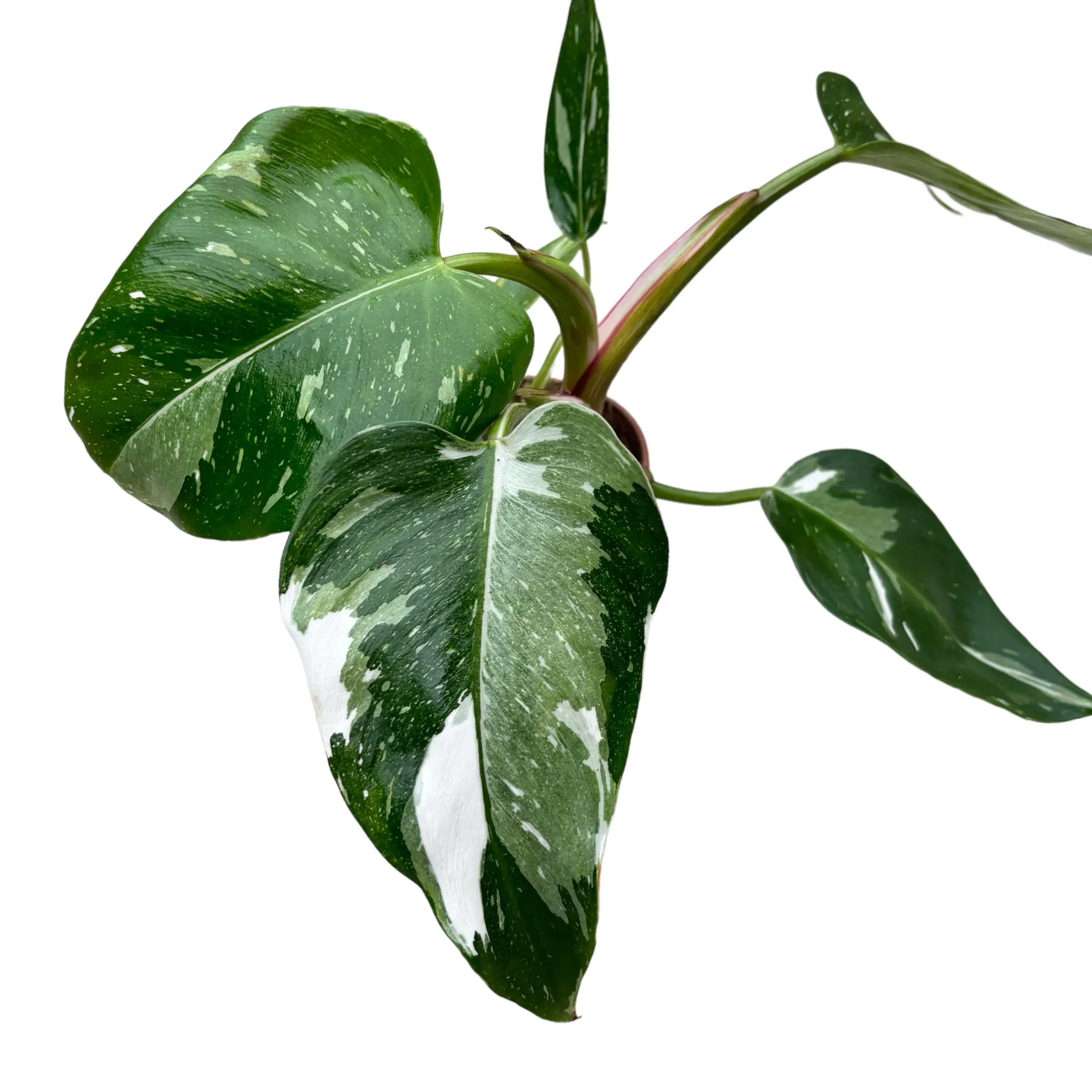 creeper plant Curtain Creeper/ Vernonia elaeagnifolia main image 0