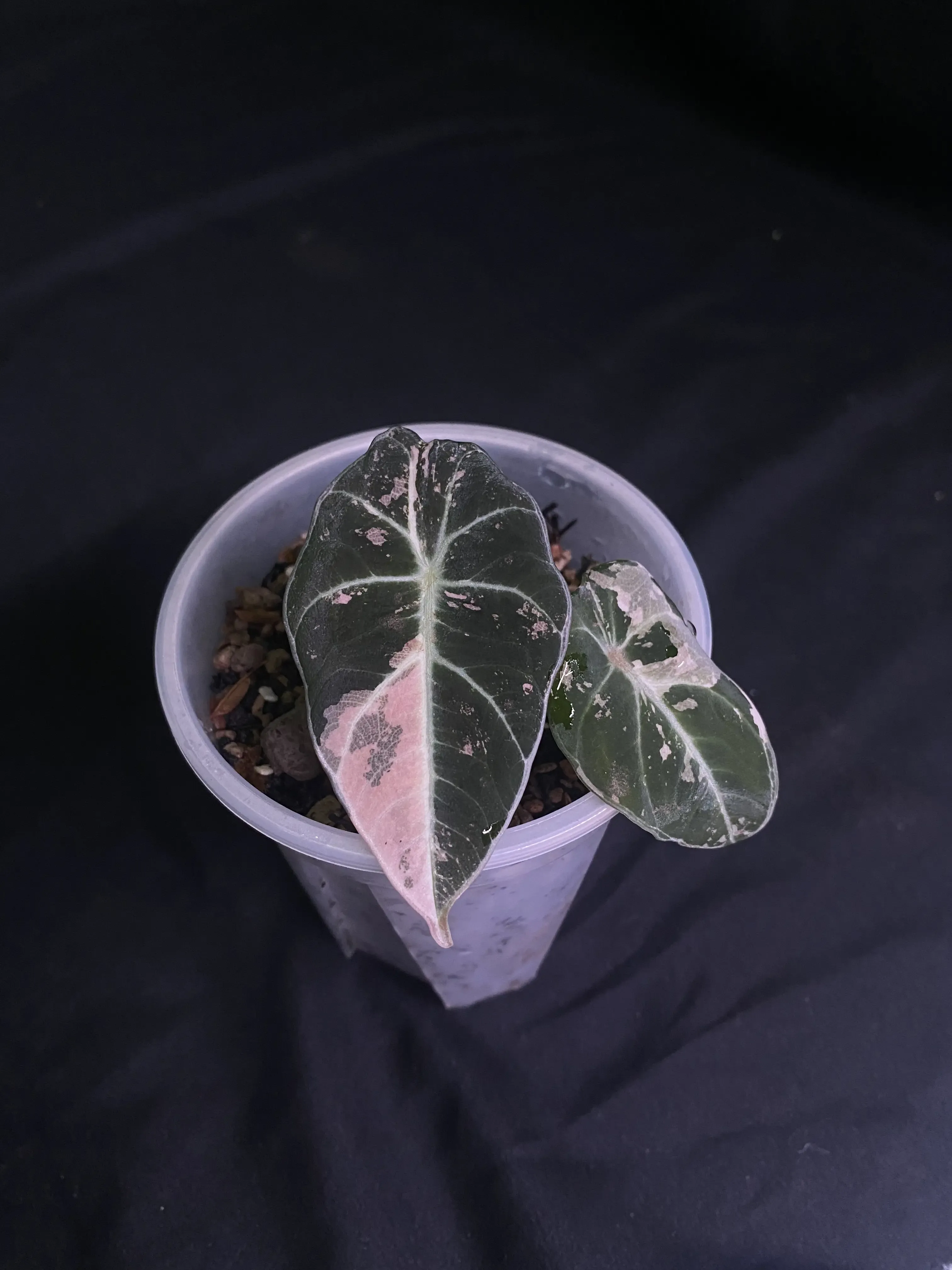 Alocasia Black Velvet Pink Variegated | GrowWithPlant