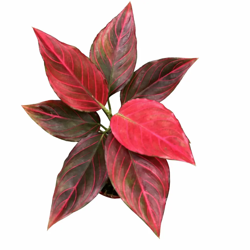 Aglaonema Red Vein | GrowWithPlant