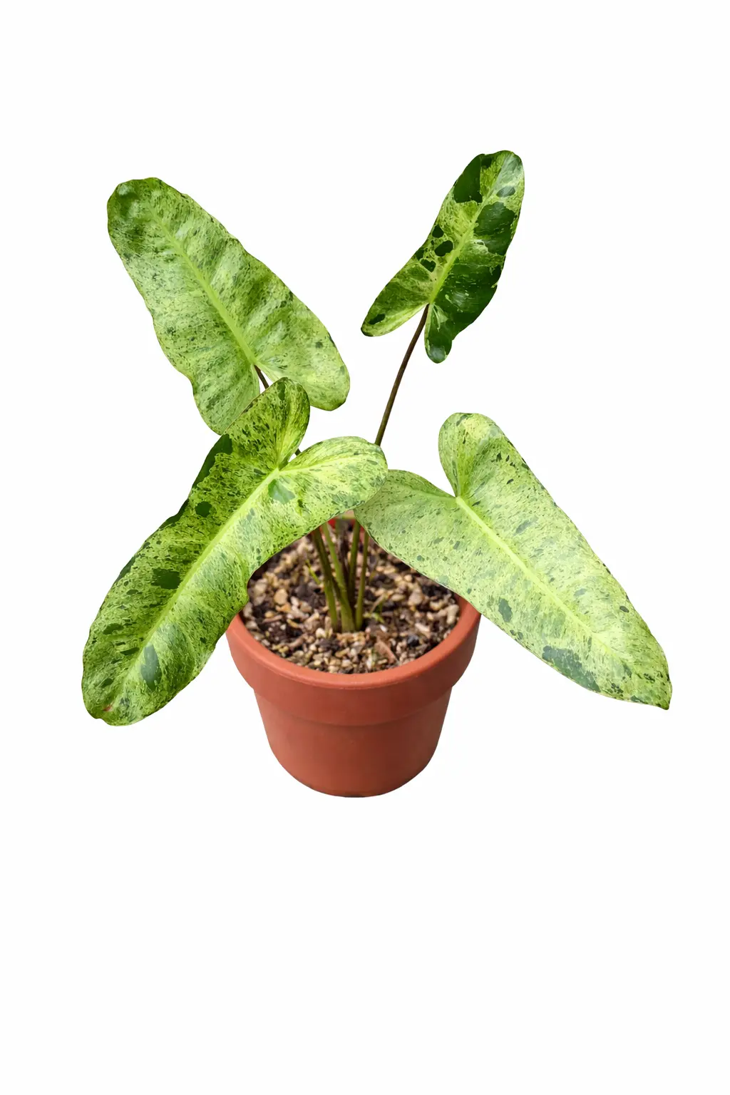 philodendron yellow saw Philodendron Golden Saw main image 1