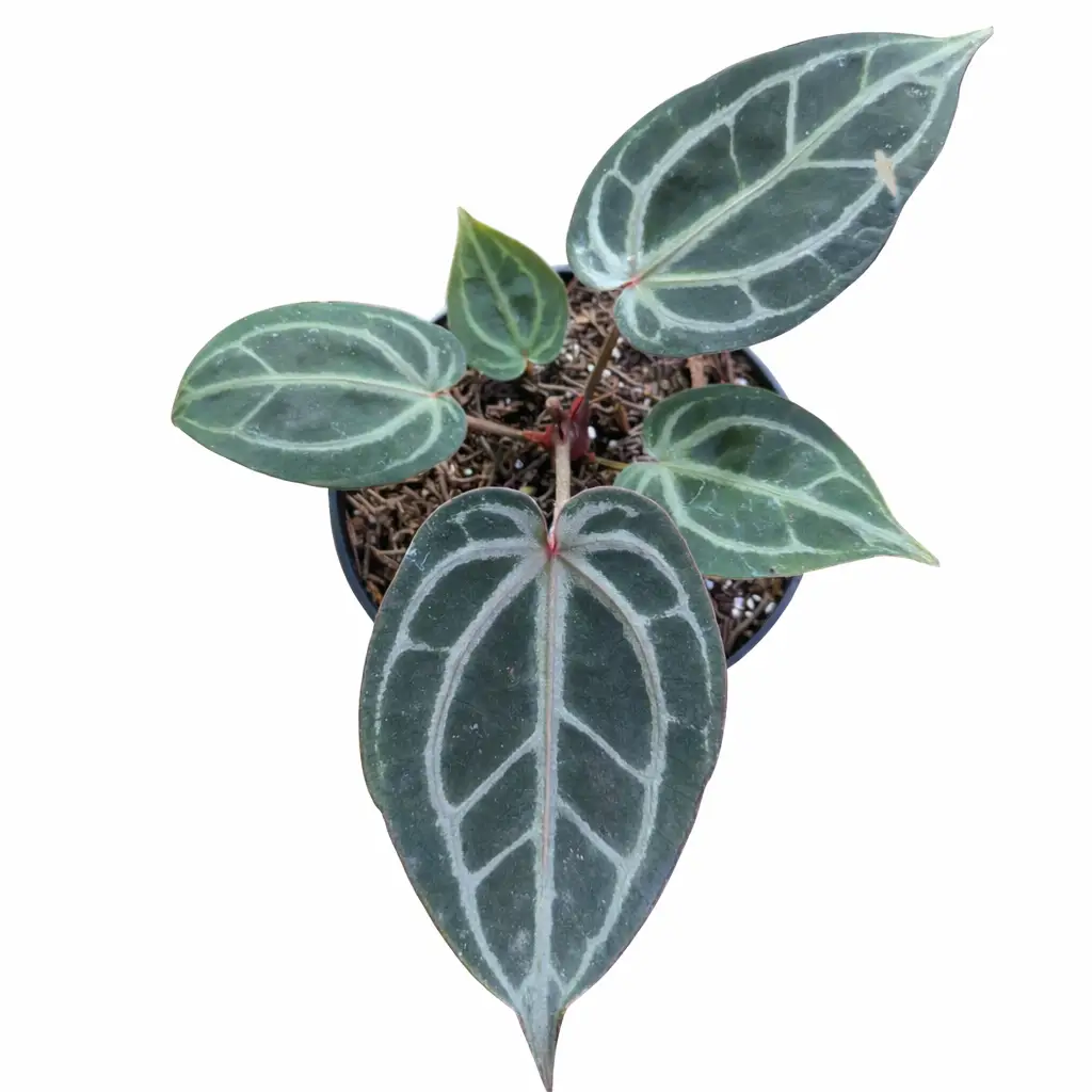 Anthurium Red Tiger | GrowWithPlant
