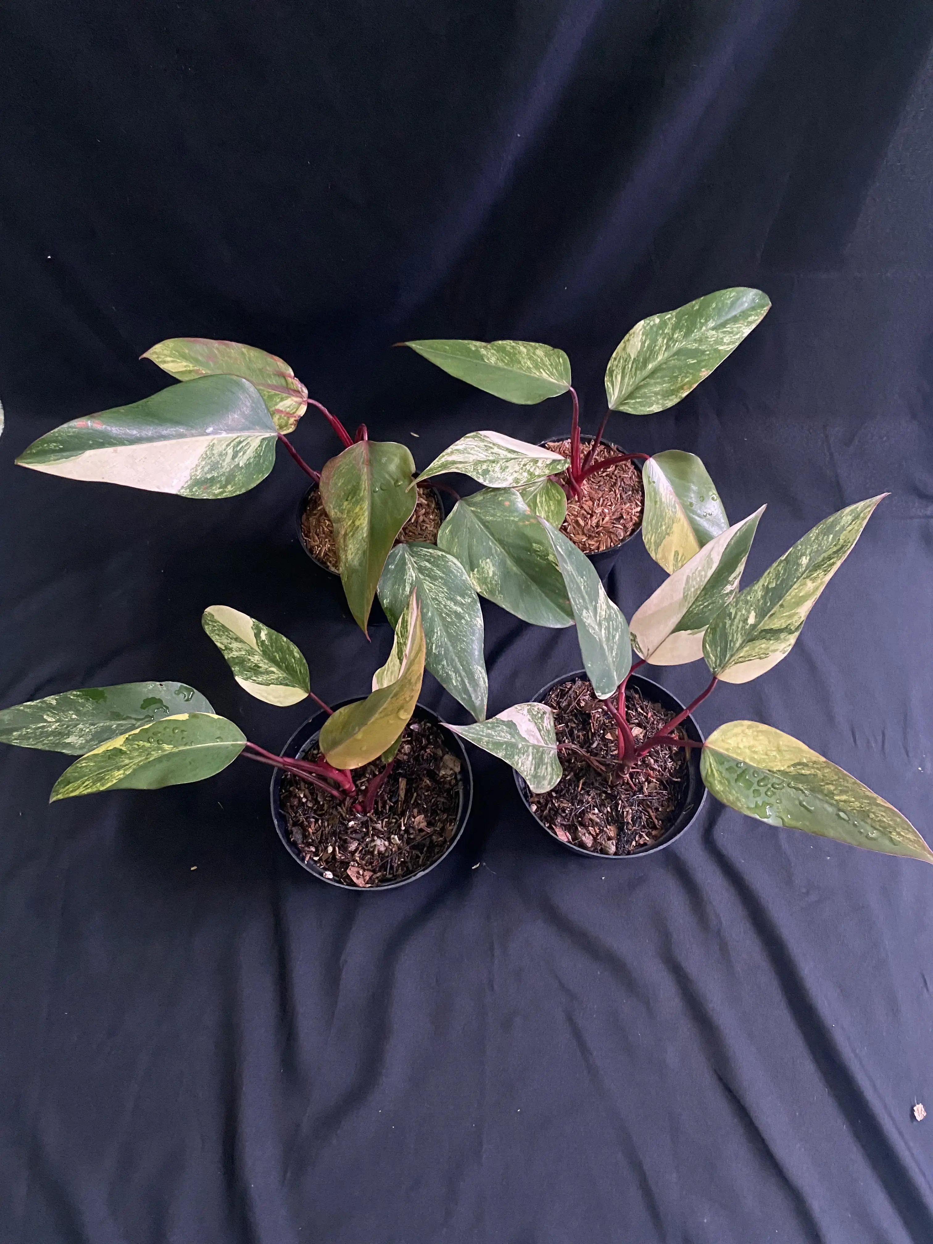 weißer philodendron Philodendron Weißer Zauberer main image 0