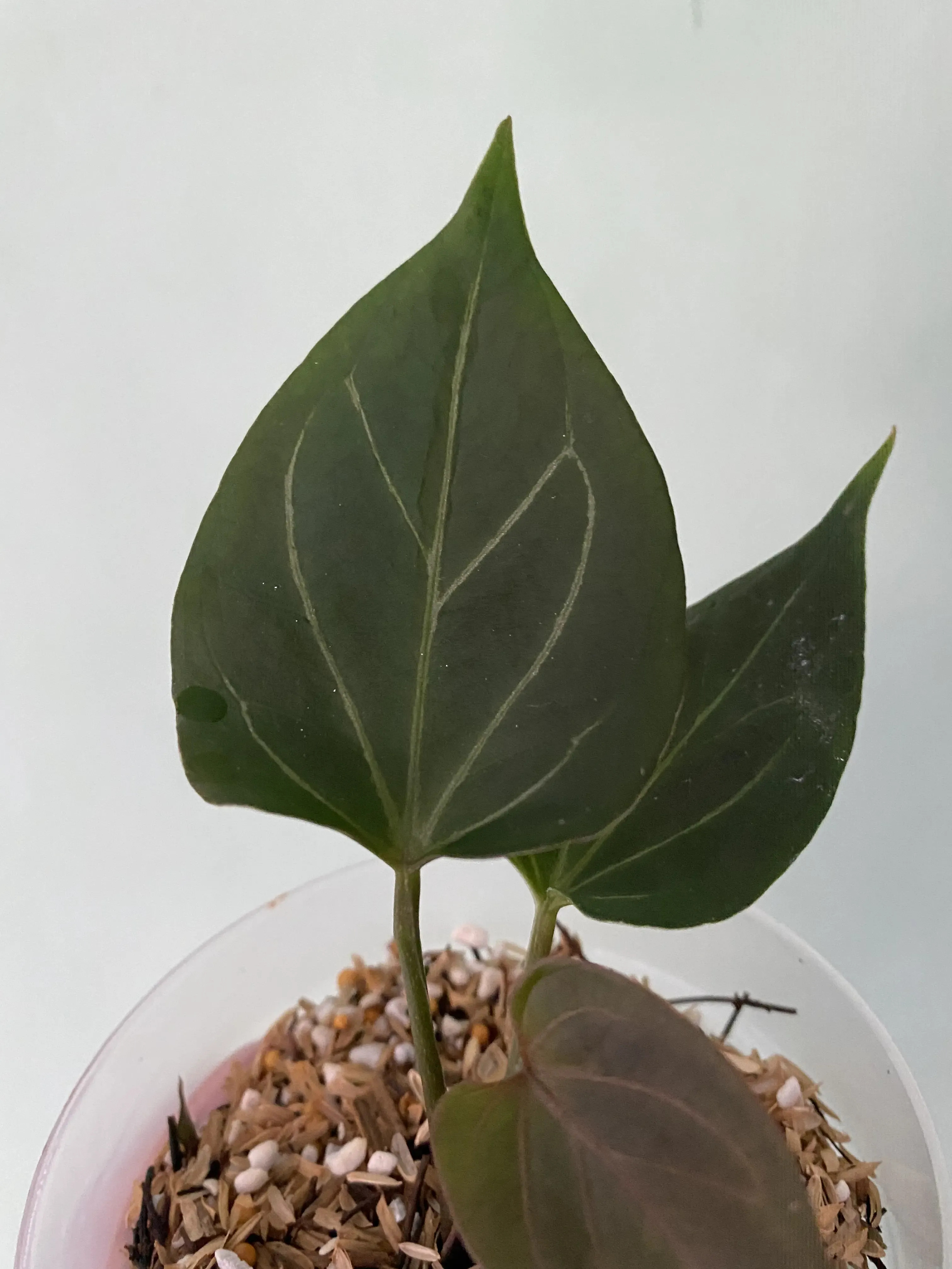 Anthurium king of spades butterfly (from seed) | GrowWithPlant