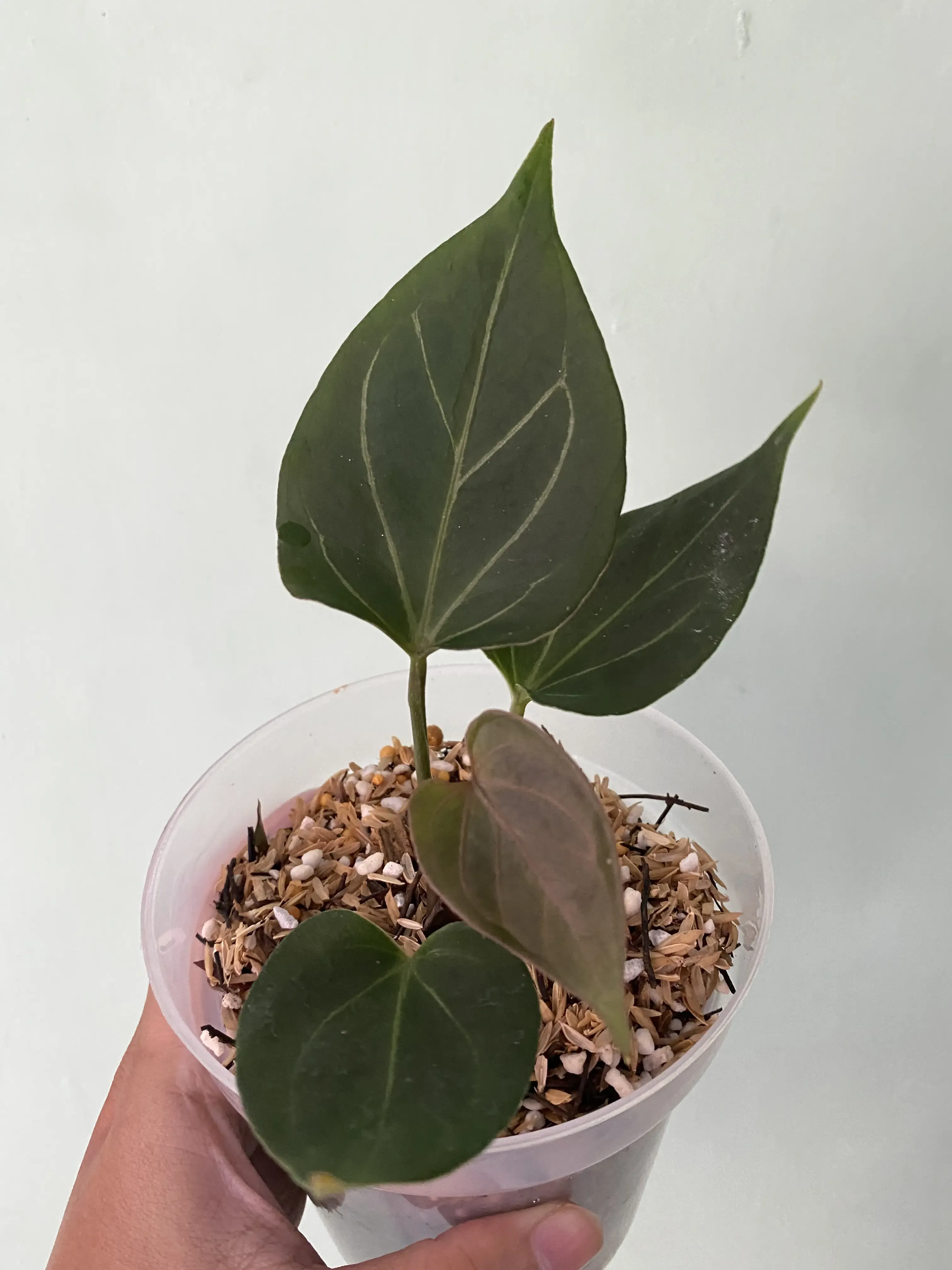 Anthurium king of spades butterfly (from seed) | GrowWithPlant