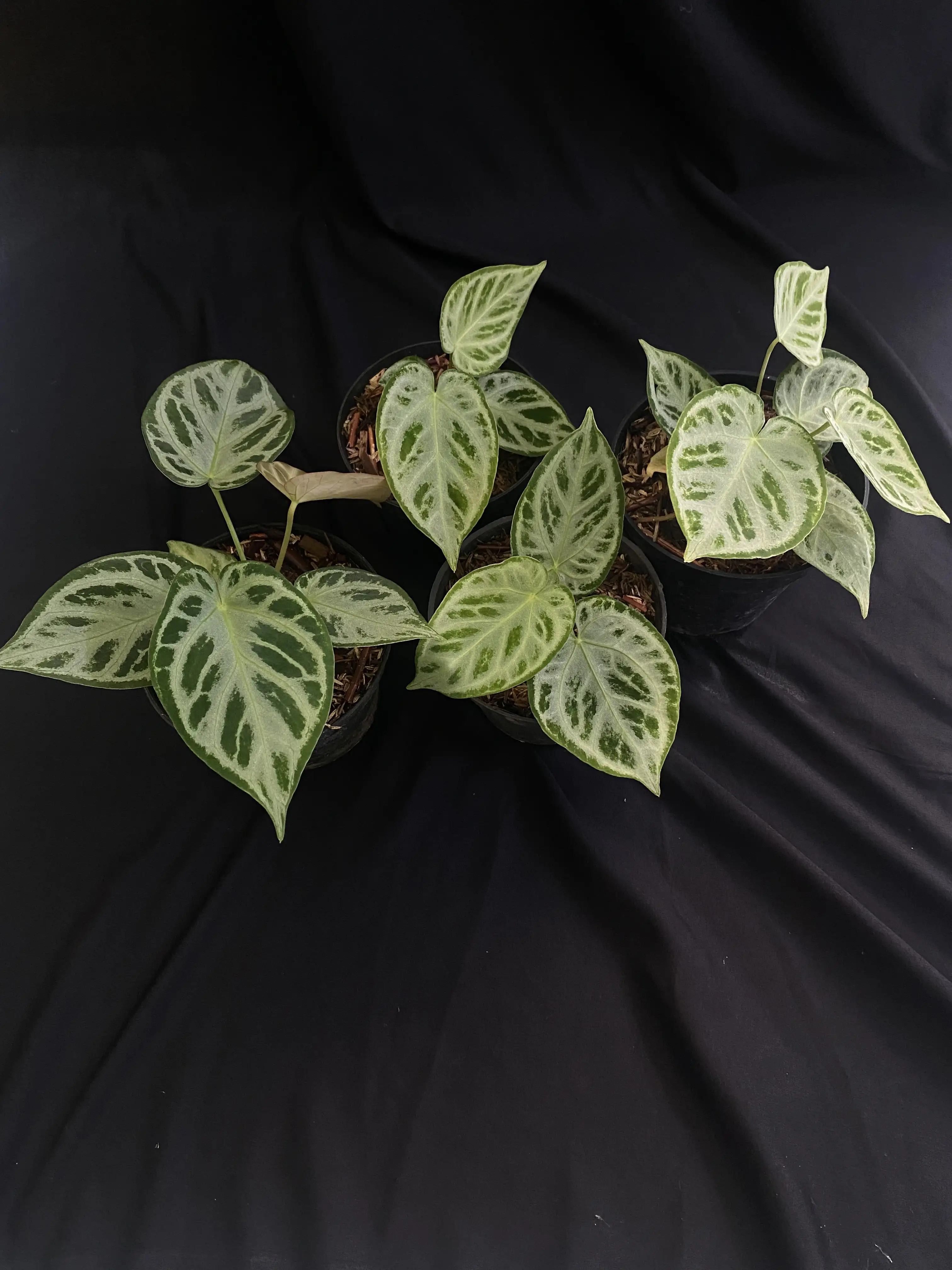 Anthurium Silver Blush | GrowWithPlant