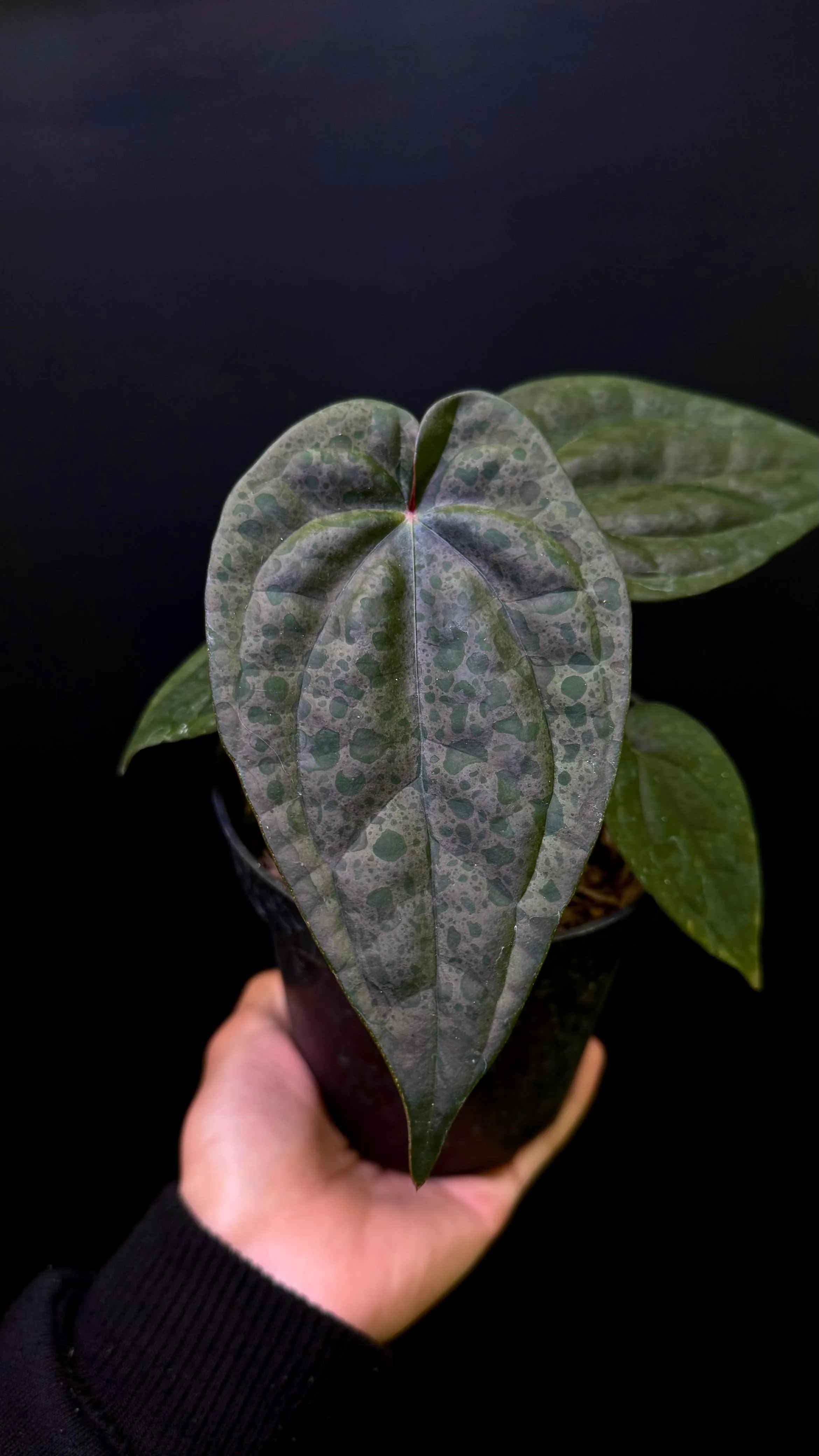 A. Zara Michelle × A. luxurians Anthurium Zara Michelle x Luxurians | GrowWithPlant