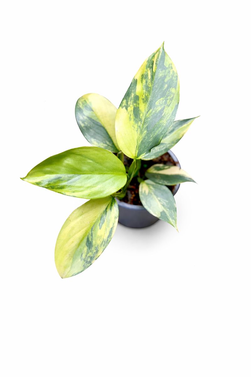 Philodendron Hastatum Silver Sword Variegated | GrowWithPlant