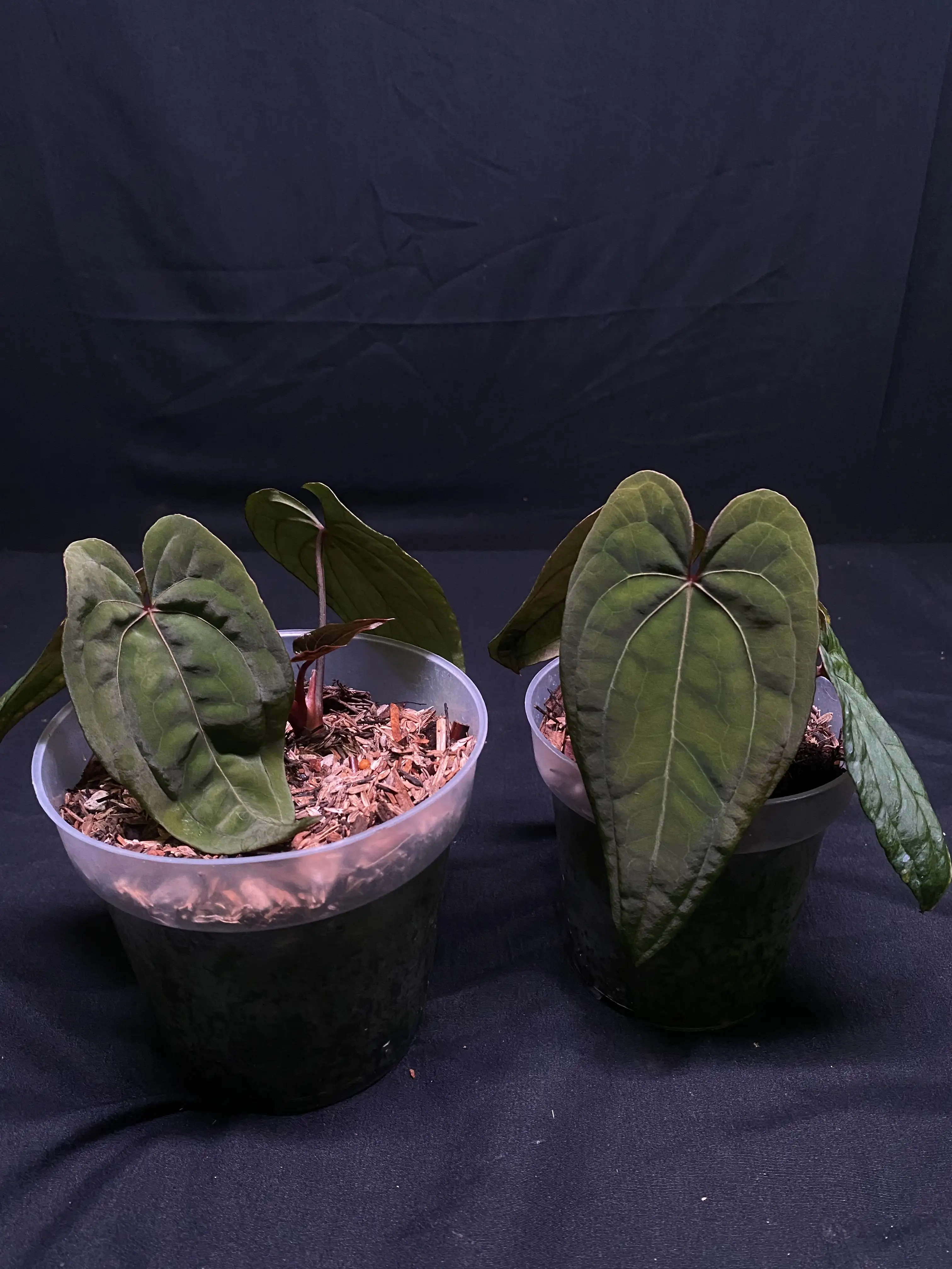アンスリウム RVDP Anthurium Red Vein Dark Phoenix (RVDP) | GrowWithPlant