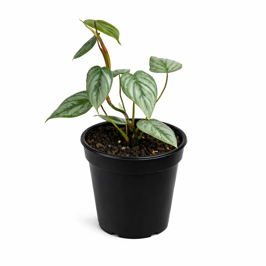 olive plant indoor Olive Tree  Lakewood Plant Company