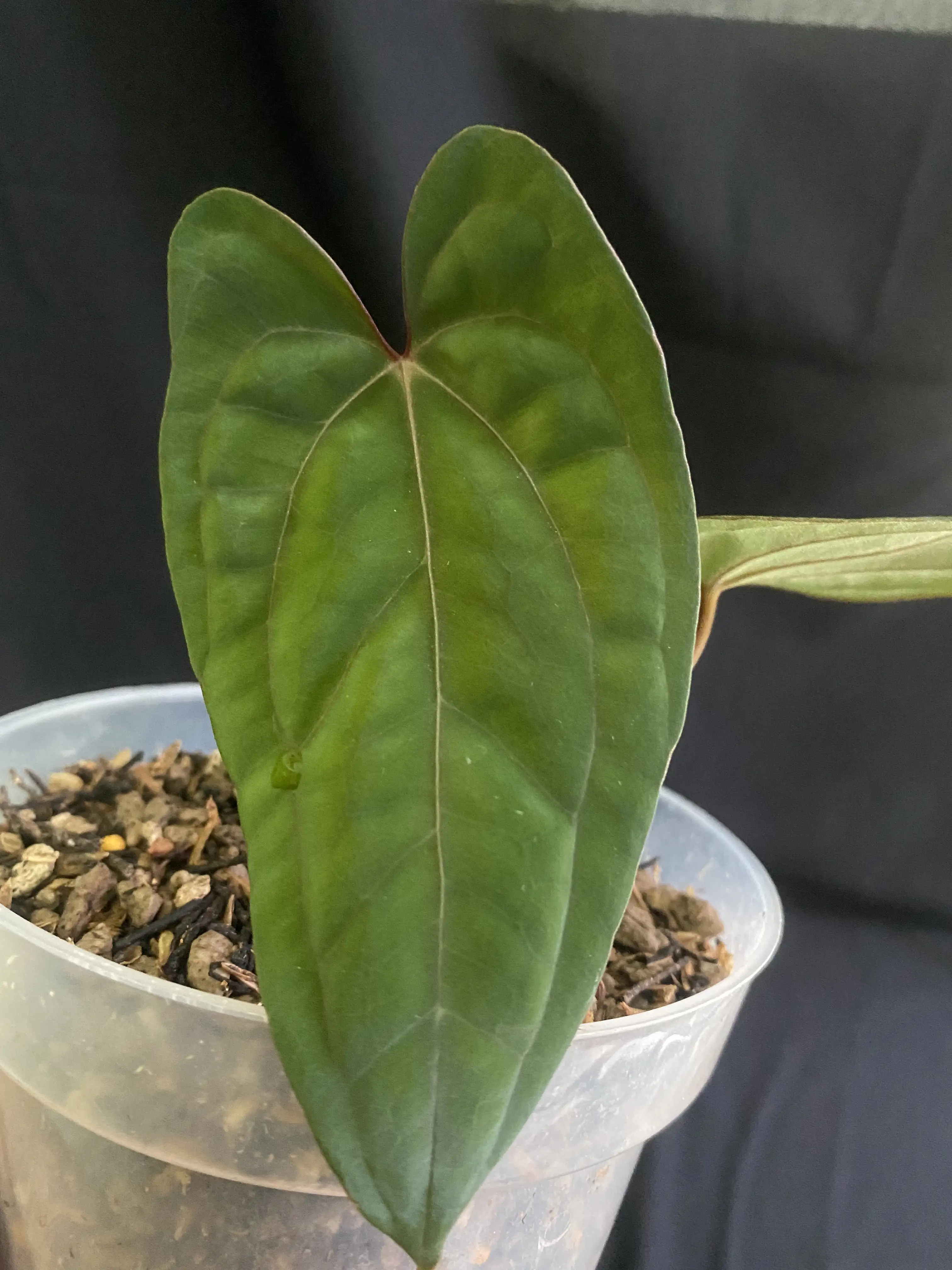 Shop Anthurium Collections | GrowWithPlant