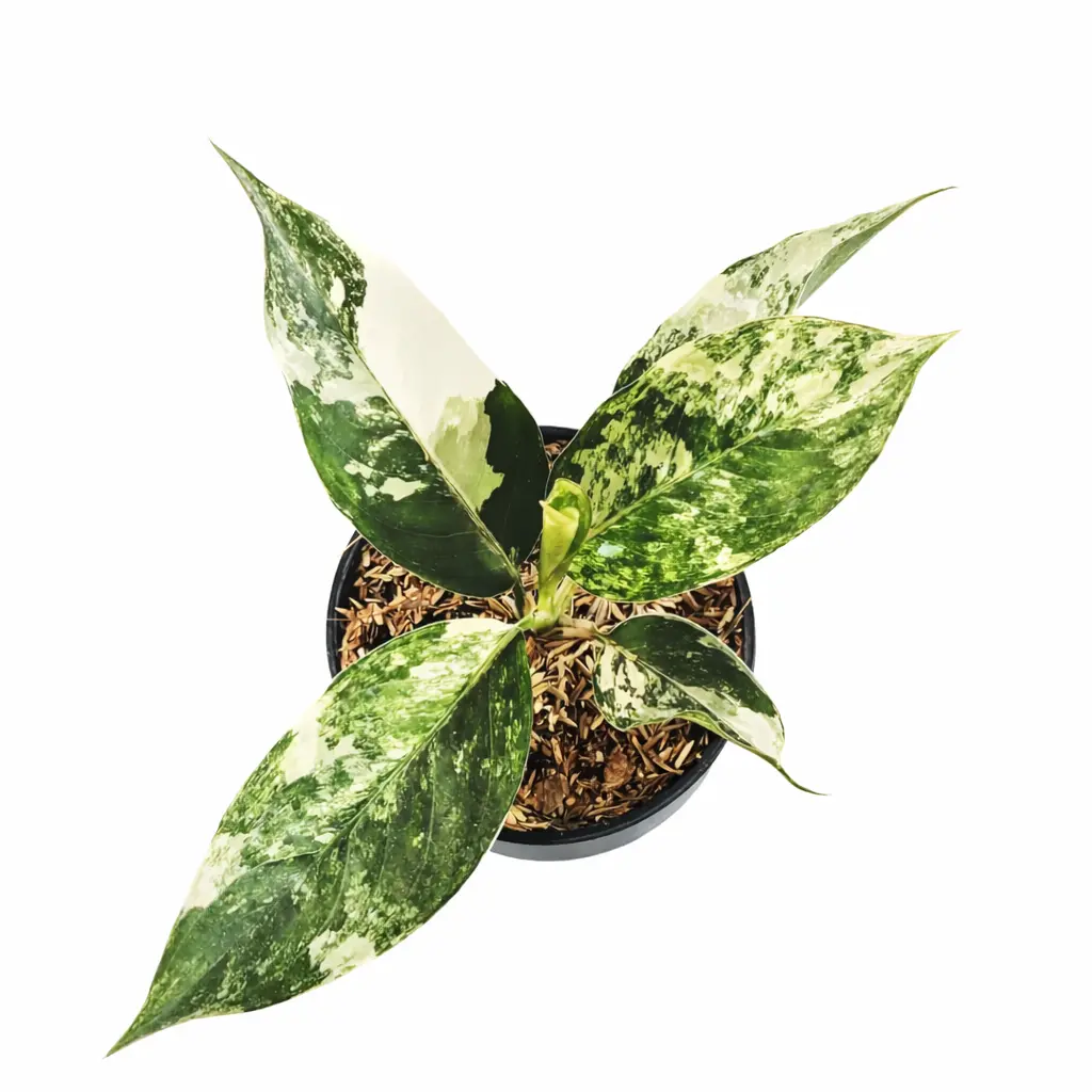 Aglaonema Siam Jade Variegated | GrowWithPlant