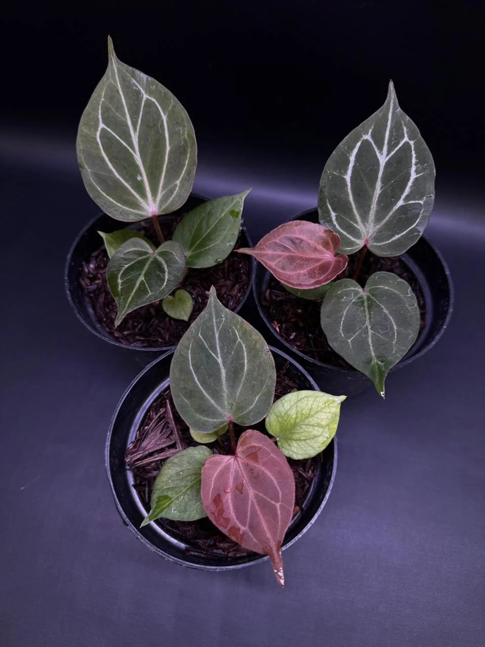 Anthurium King of Spades (HU) | GrowWithPlant