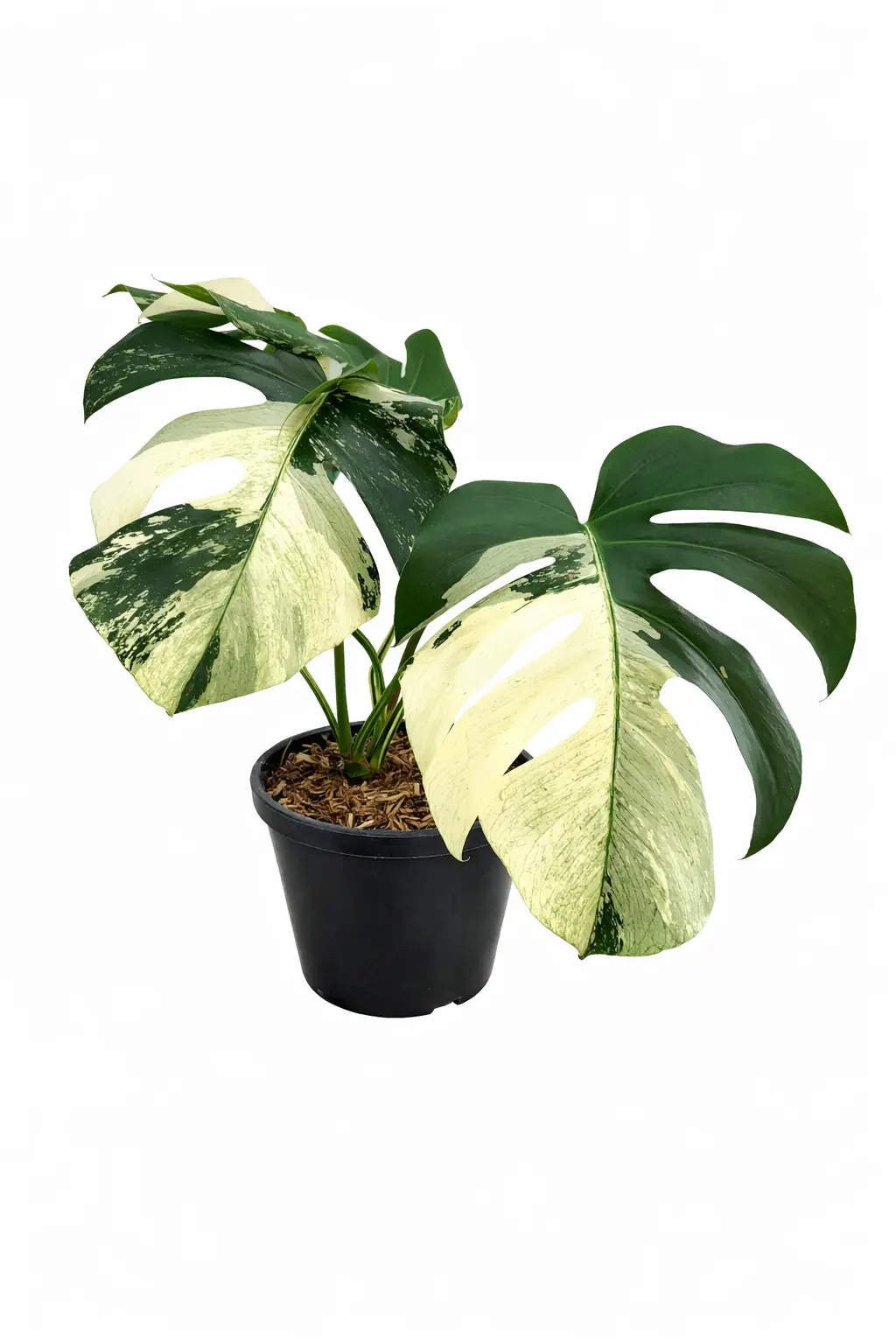 Monstera Jungle Mint Variegated | GrowWithPlant