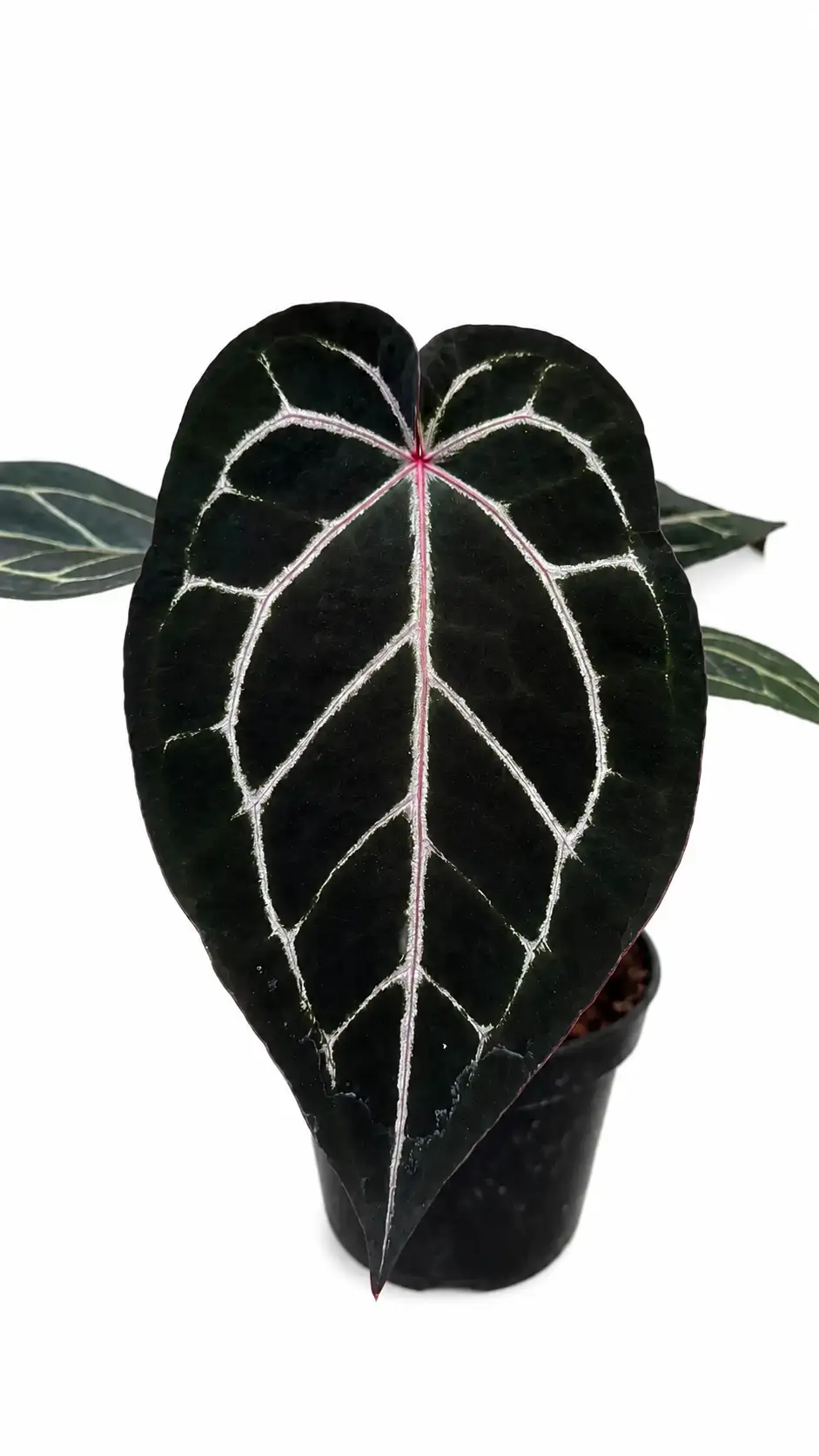 Anthurium Red Crystallinum NSE x Zara Michelle | GrowWithPlant