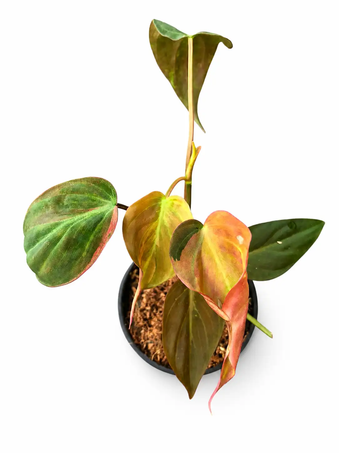 その他観葉植物 P. Micans Hi-Pink Var. & Bi-Color Var. Philodendron Micans Pink Variegated | GrowWithPlant