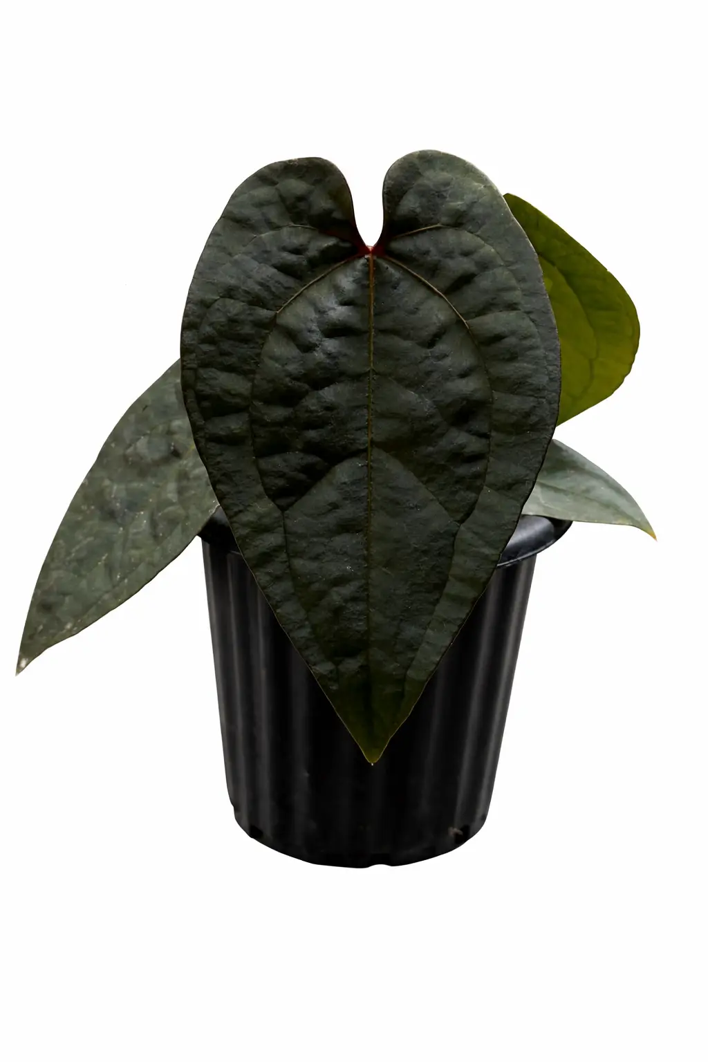 Anthurium Ace of Spades Tezula | GrowWithPlant