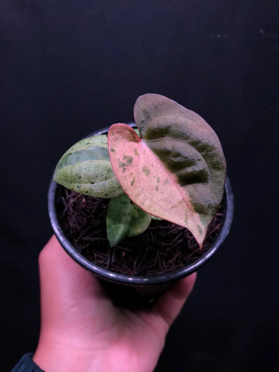 Anthurium RVDP Variegated (Mint / Pink) | GrowWithPlant
