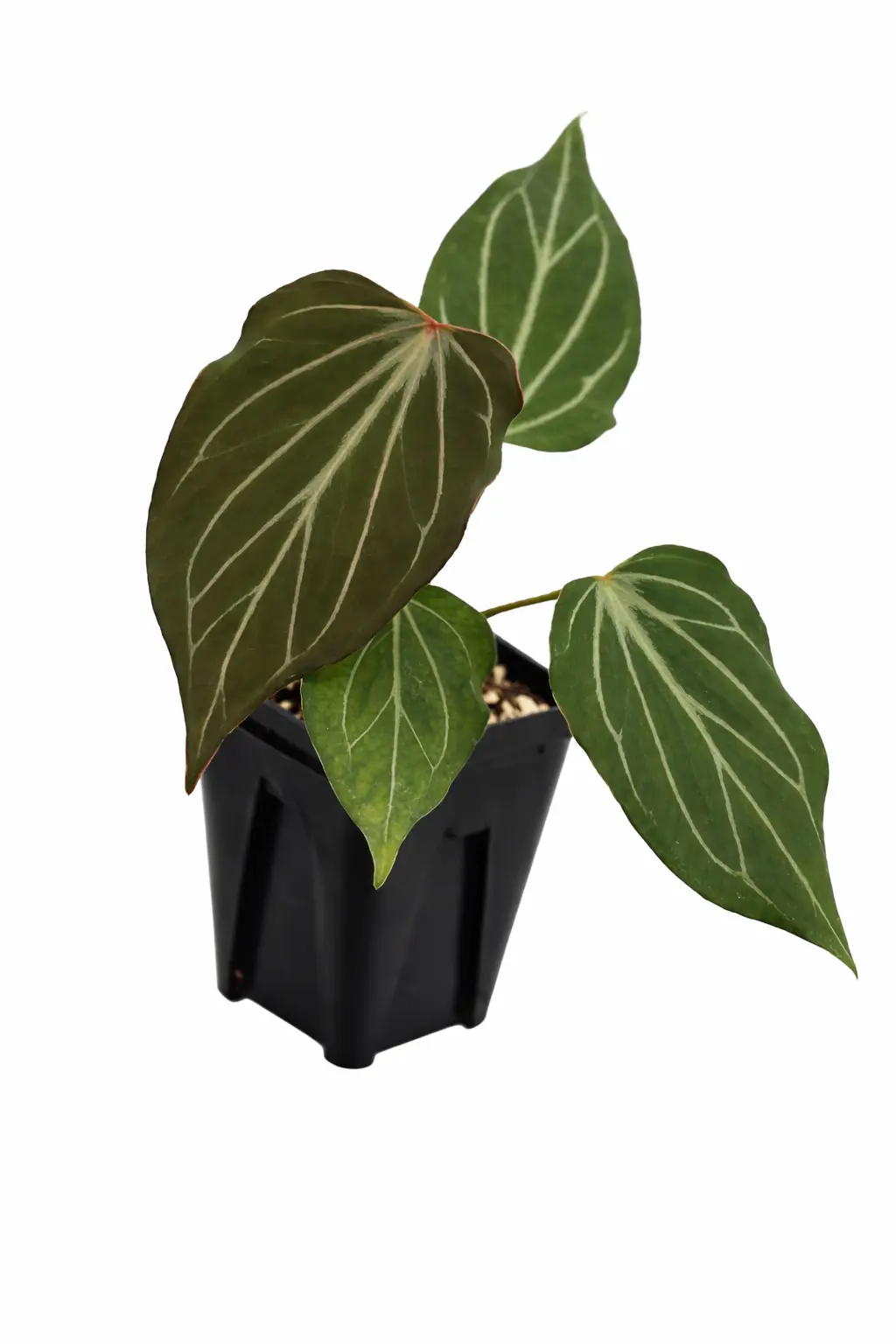 その他観葉植物 Anthurium Kingofspades butterfly anthurium king of spades butterfly | GrowWithPlant