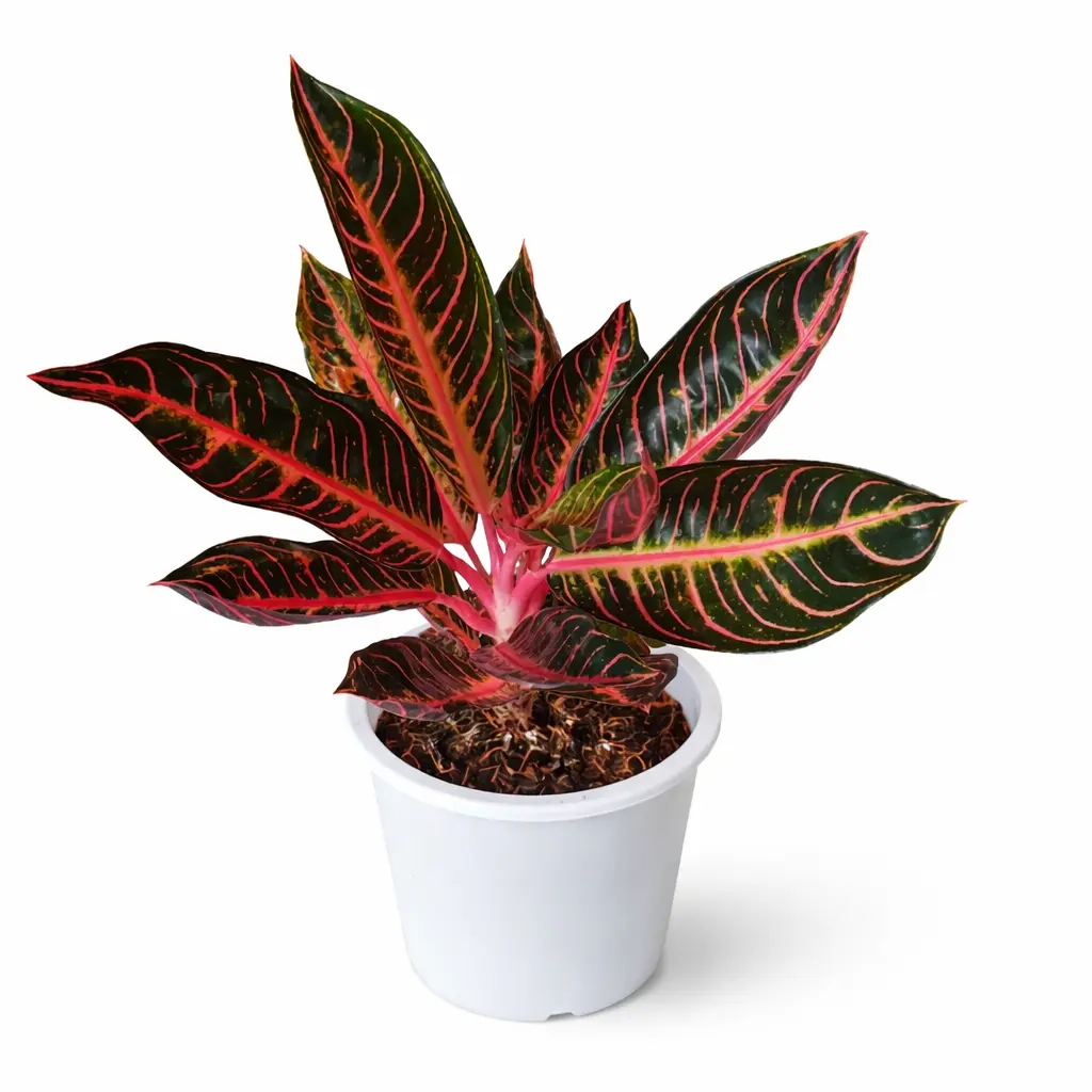 す*郎様 Aglaonema Pride Of Sumatra Aglaonema Pride Of Sumatra | GrowWithPlant