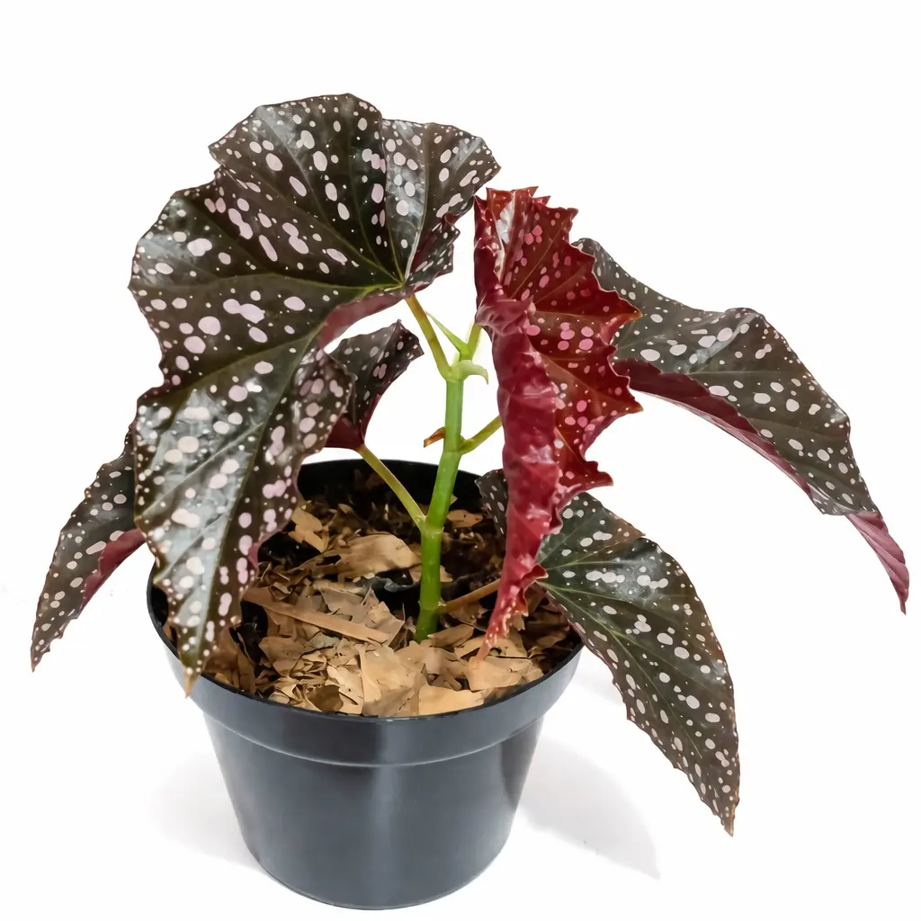 Begonia Mocca | GrowWithPlant