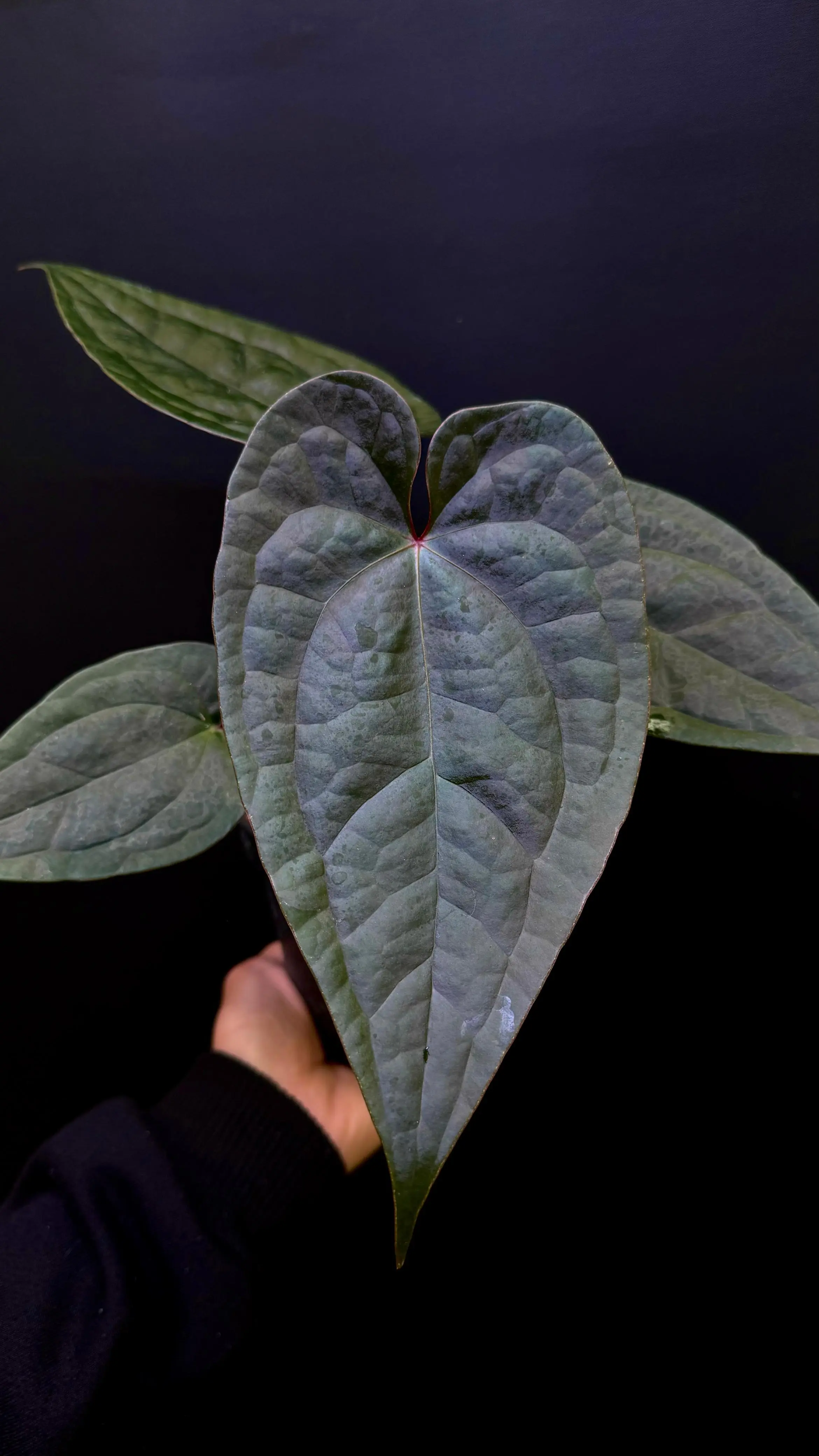 Anthurium Zara Michelle x Luxurians | GrowWithPlant