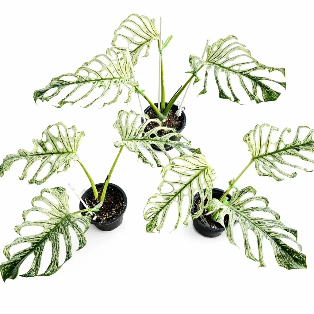 philodendron tricolor princess Buy Philodendron White Princess Tricolor
