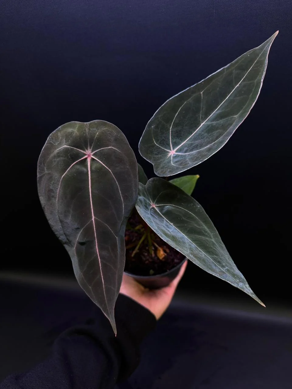 Anthurium Red Spider | GrowWithPlant