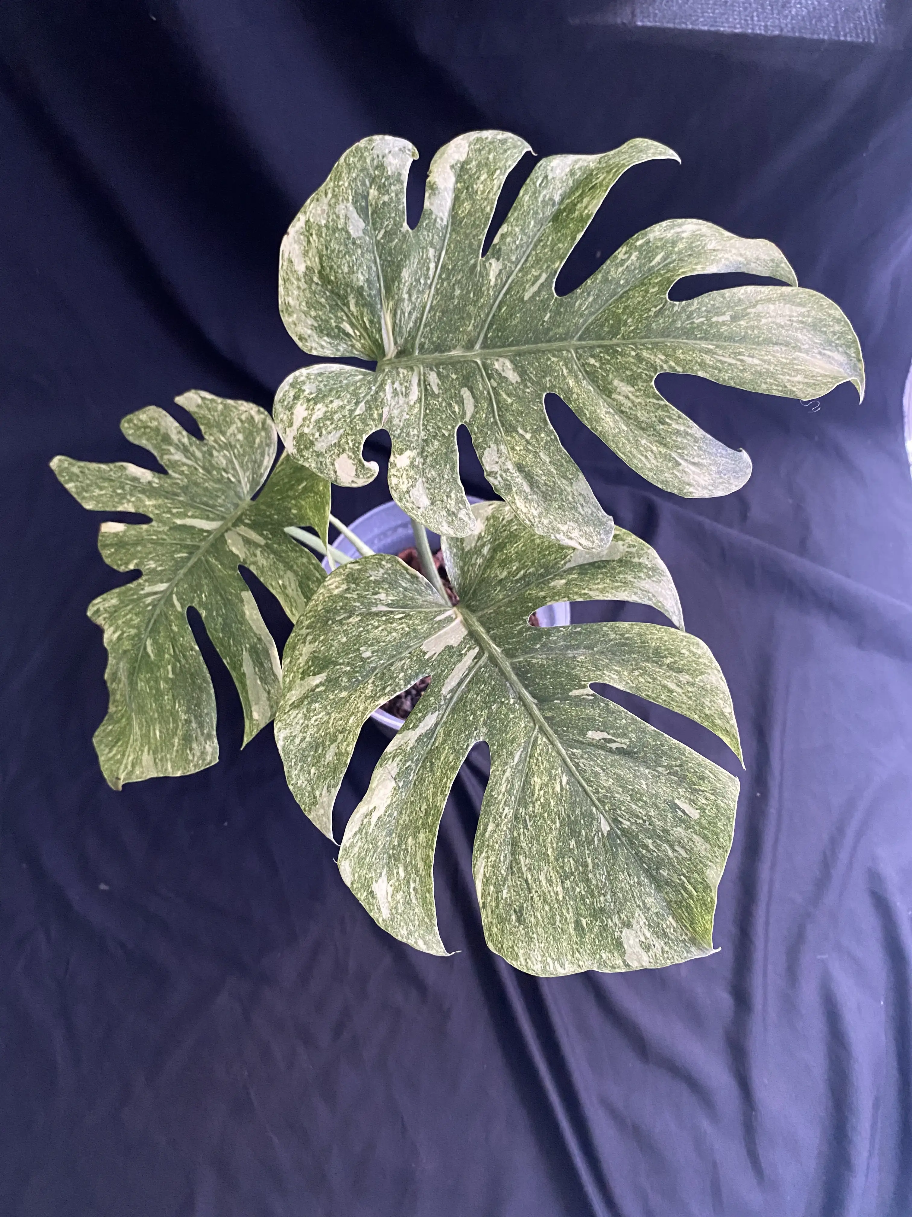 Monstera Legacy Variegated | GrowWithPlant