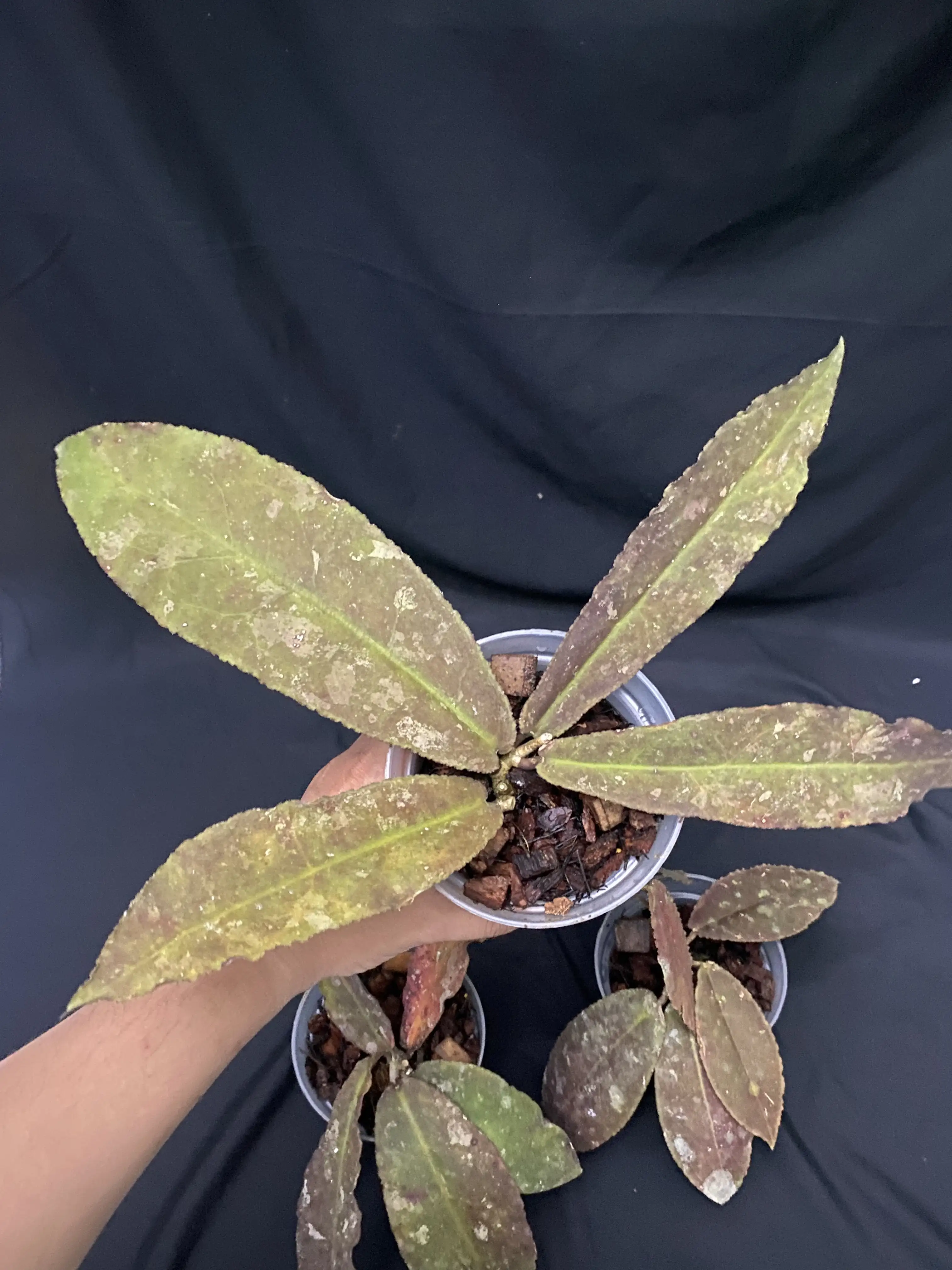 Hoya Undulata Red | GrowWithPlant