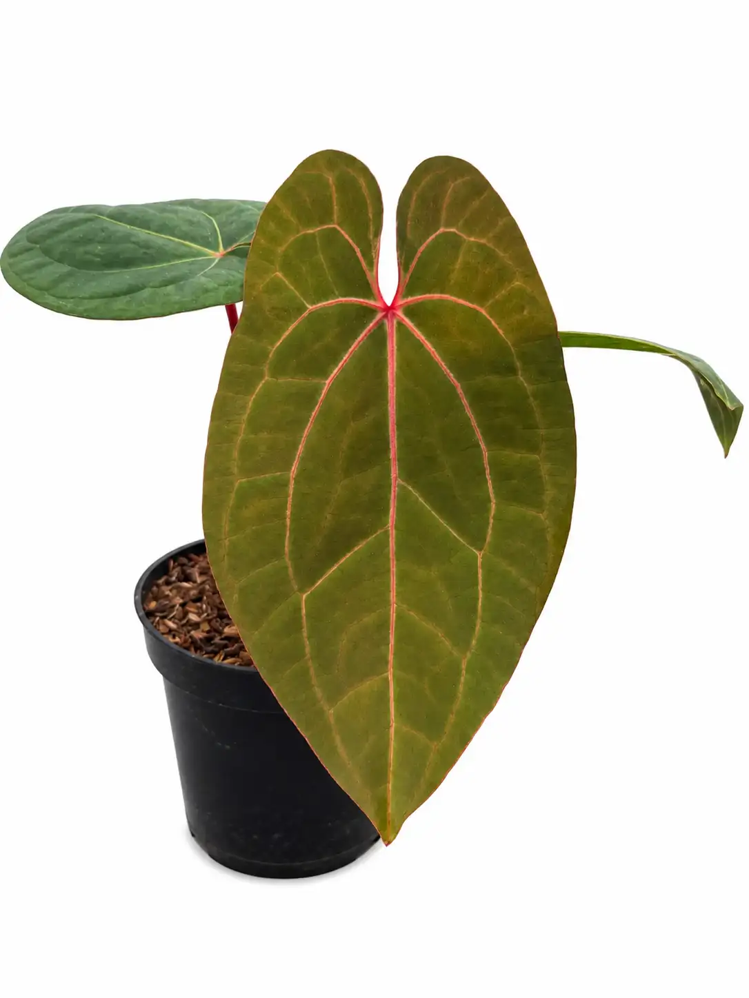 Anthurium Red Queen x Michelle | GrowWithPlant