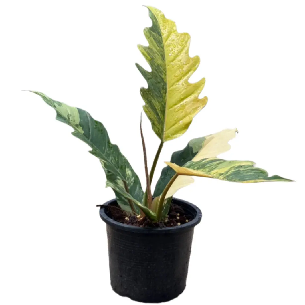 succulent split rock Split Rock Succulent 'Pleiospilos nelii' mesembs - Fast Delivery