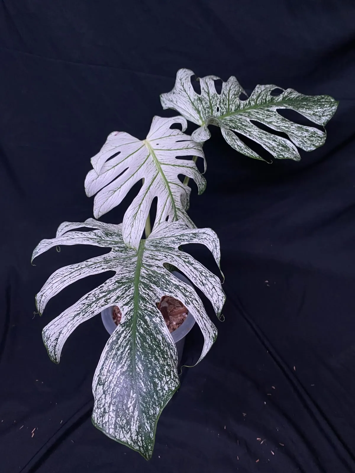 Monstera Devil Monster | GrowWithPlant
