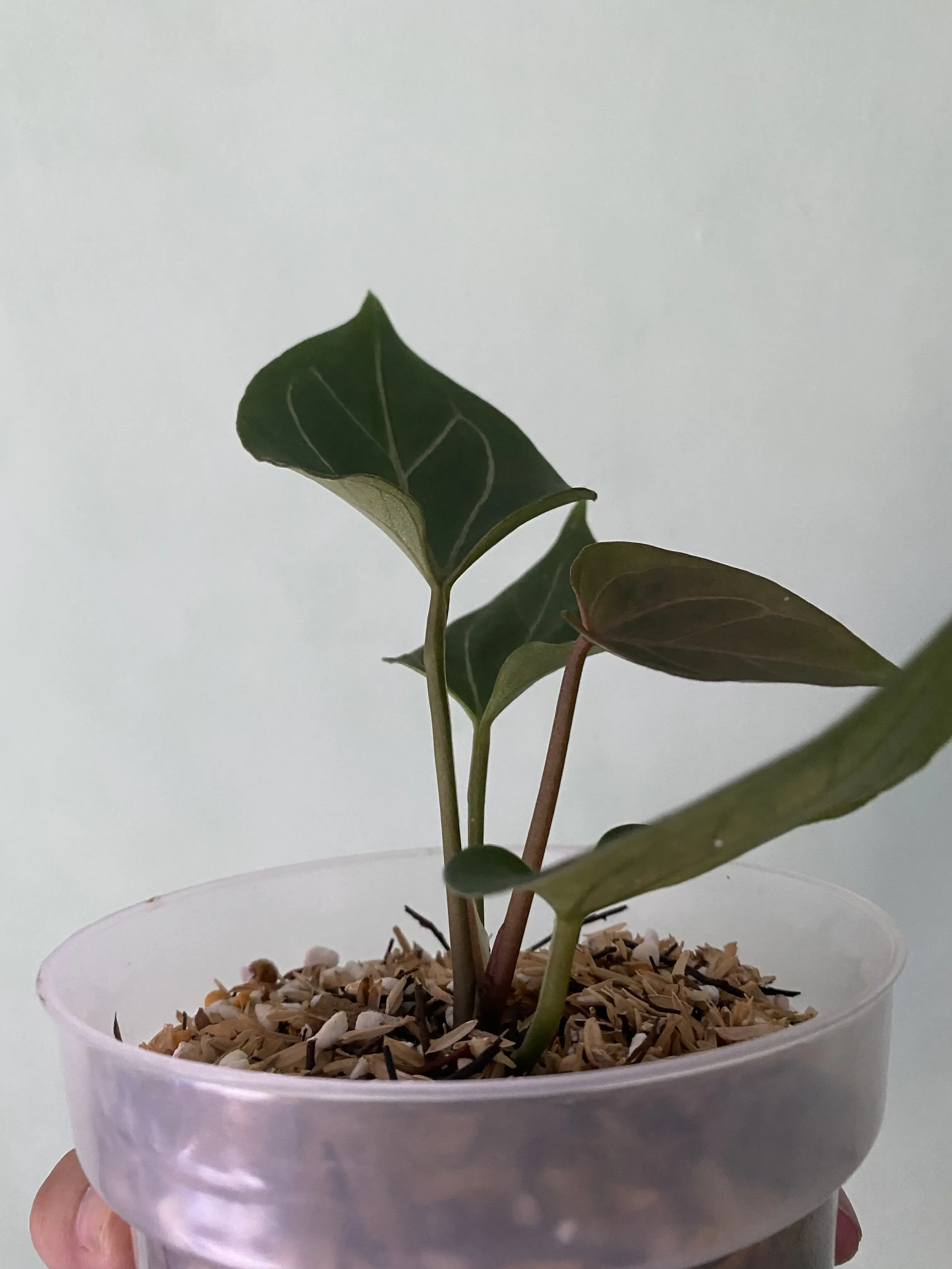 Anthurium king of spades butterfly (from seed) | GrowWithPlant