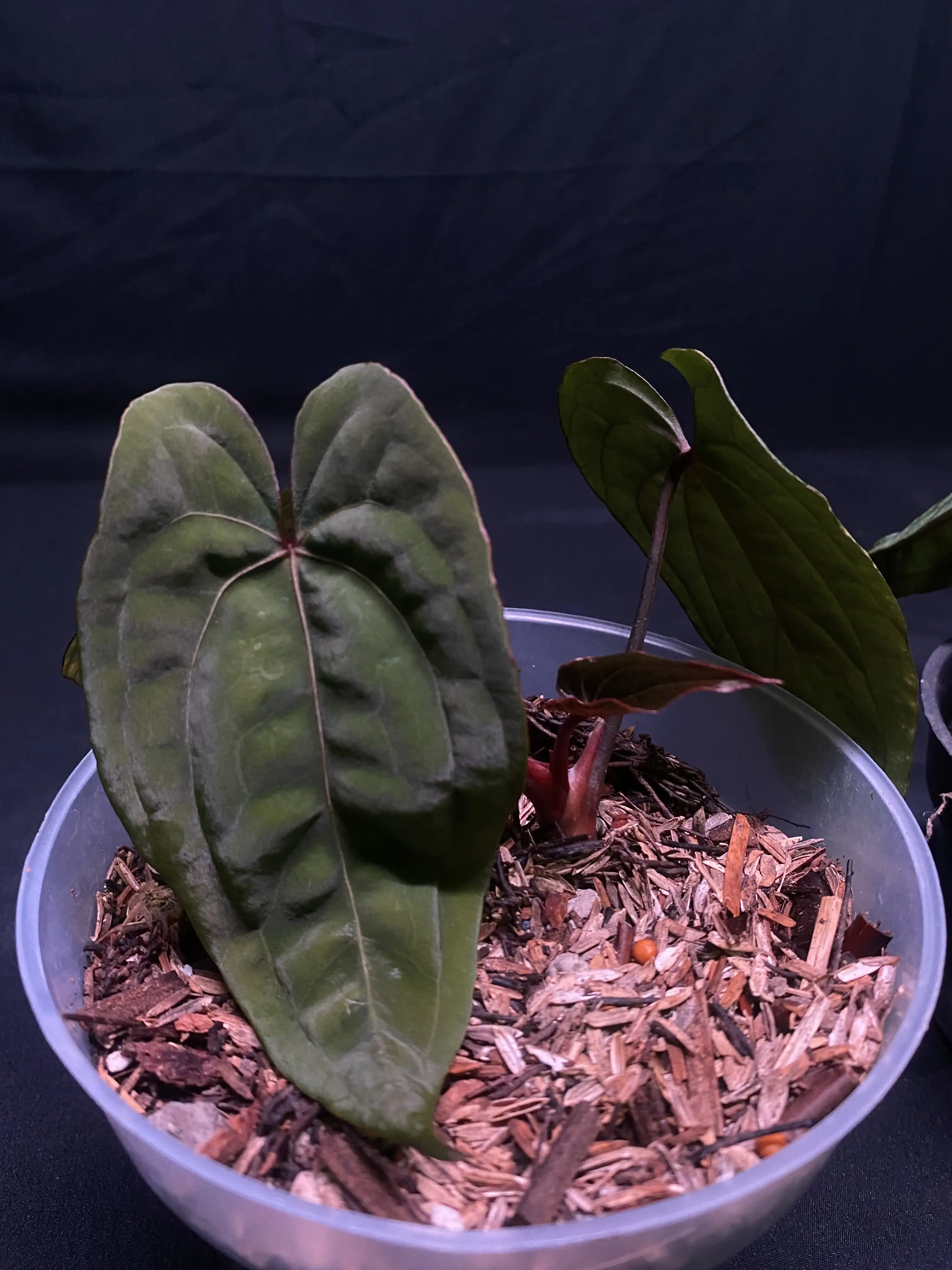 アンスリウム RVDP Anthurium Red Vein Dark Phoenix (RVDP) | GrowWithPlant