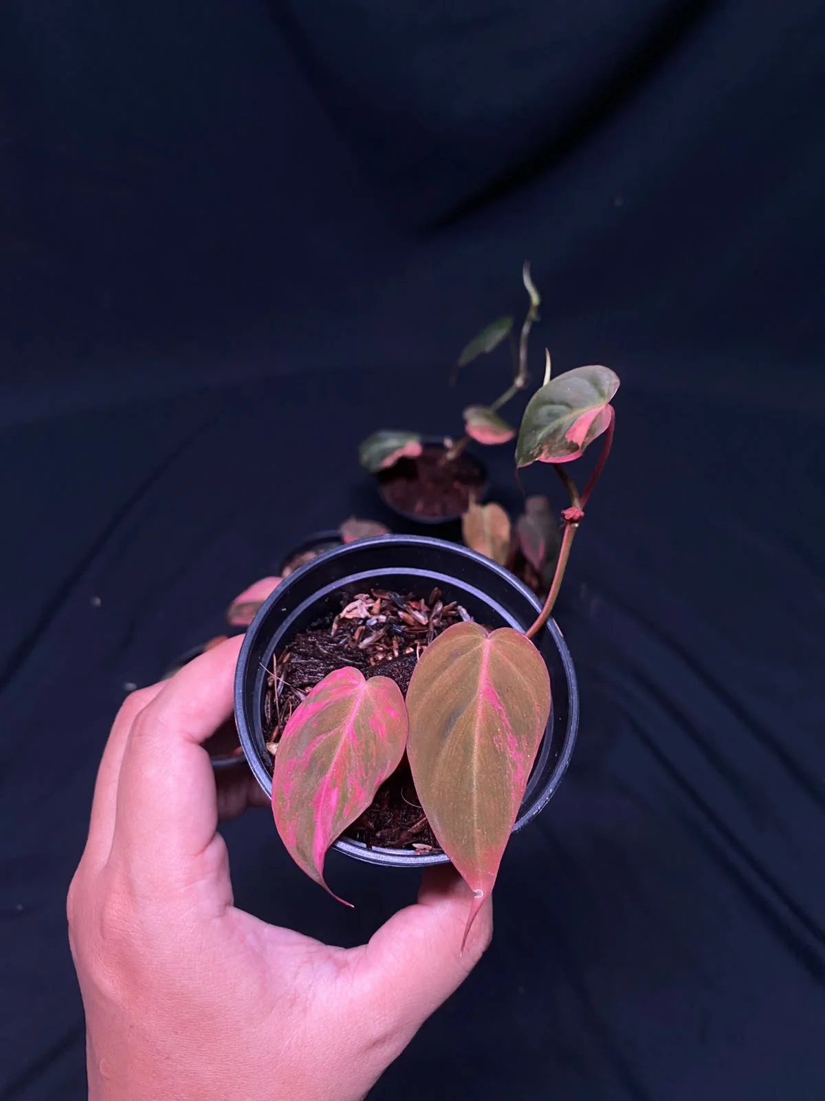 Philodendron Micans Pink Variegated | GrowWithPlant